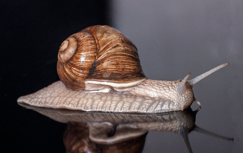 SNAIL - My, Grape snail, The photo, Macro photography