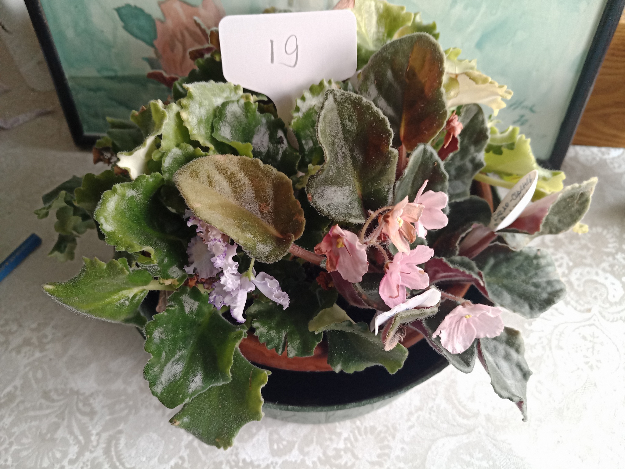 Flowers need new owners, and I need answers to questions. St. Petersburg - My, Flowers, In good hands, Houseplants, Saint Petersburg, Longpost, No rating, Is free, Plants