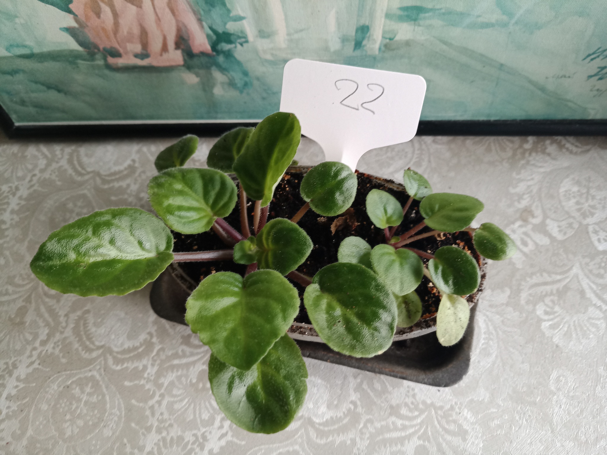 Flowers need new owners, and I need answers to questions. St. Petersburg - My, Flowers, In good hands, Houseplants, Saint Petersburg, Longpost, No rating, Is free, Plants