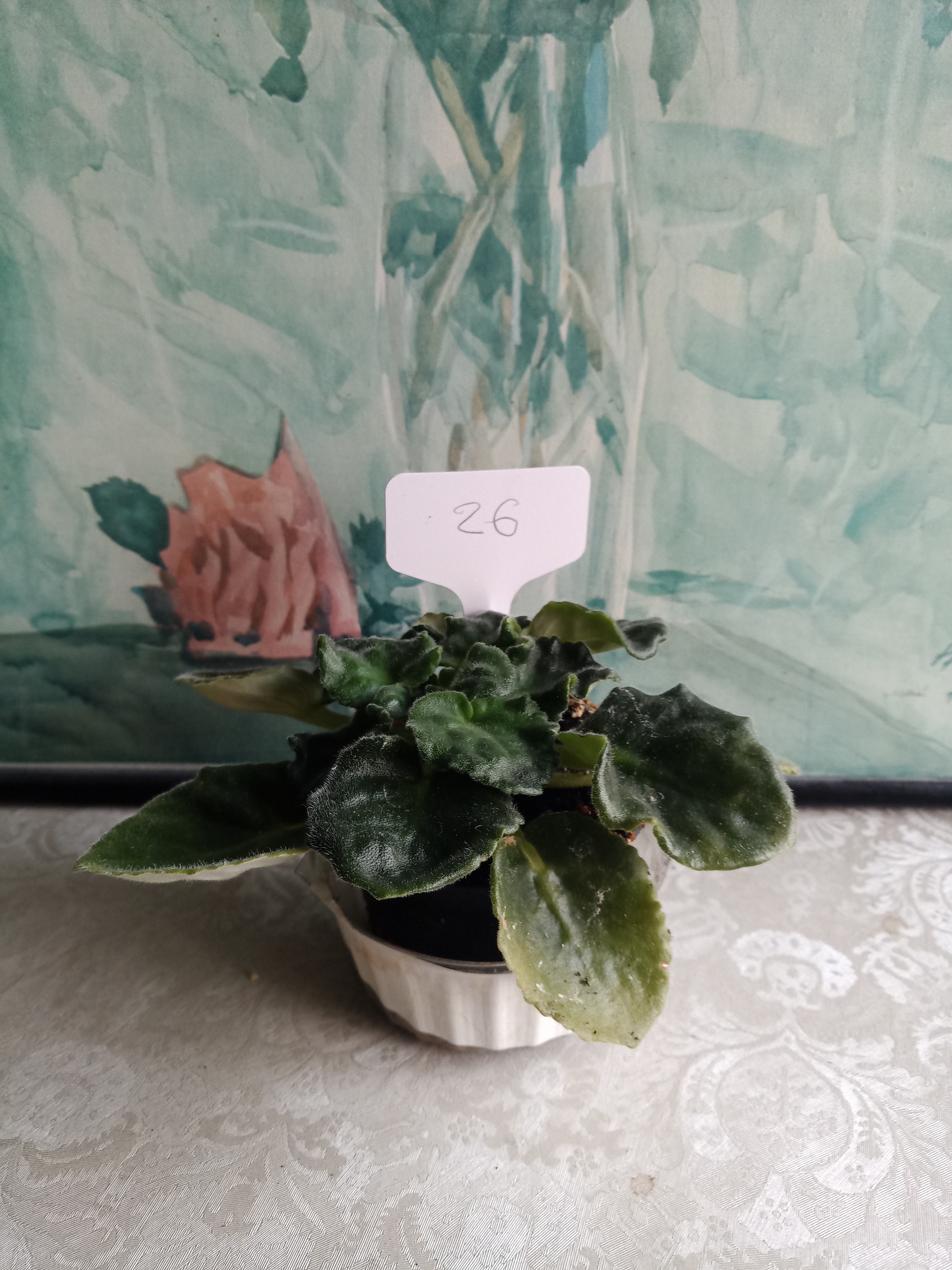 Flowers need new owners, and I need answers to questions. St. Petersburg - My, Flowers, In good hands, Houseplants, Saint Petersburg, Longpost, No rating, Is free, Plants