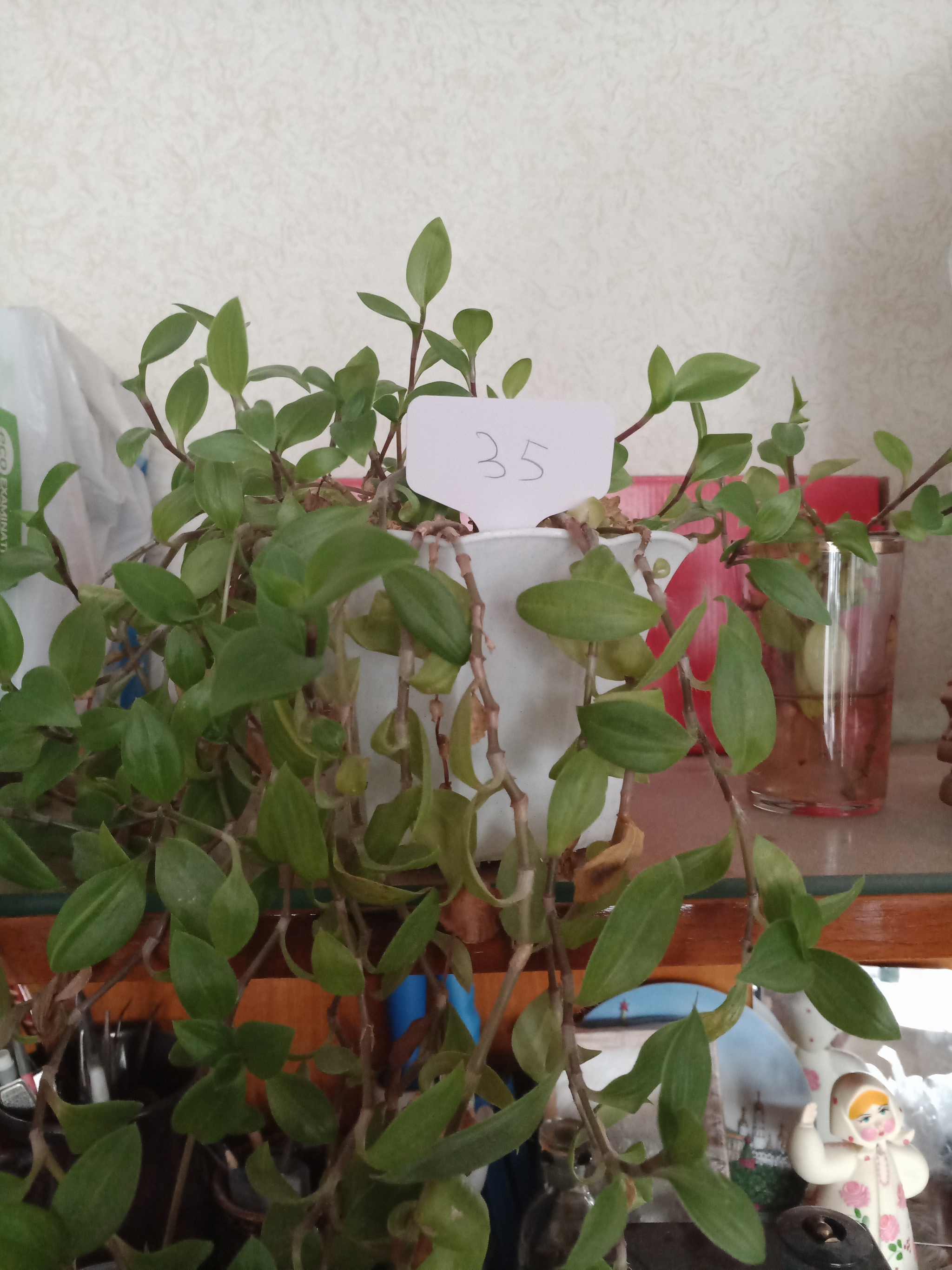 Flowers need new owners, and I need answers to questions. St. Petersburg - My, Flowers, In good hands, Houseplants, Saint Petersburg, Longpost, No rating, Is free, Plants