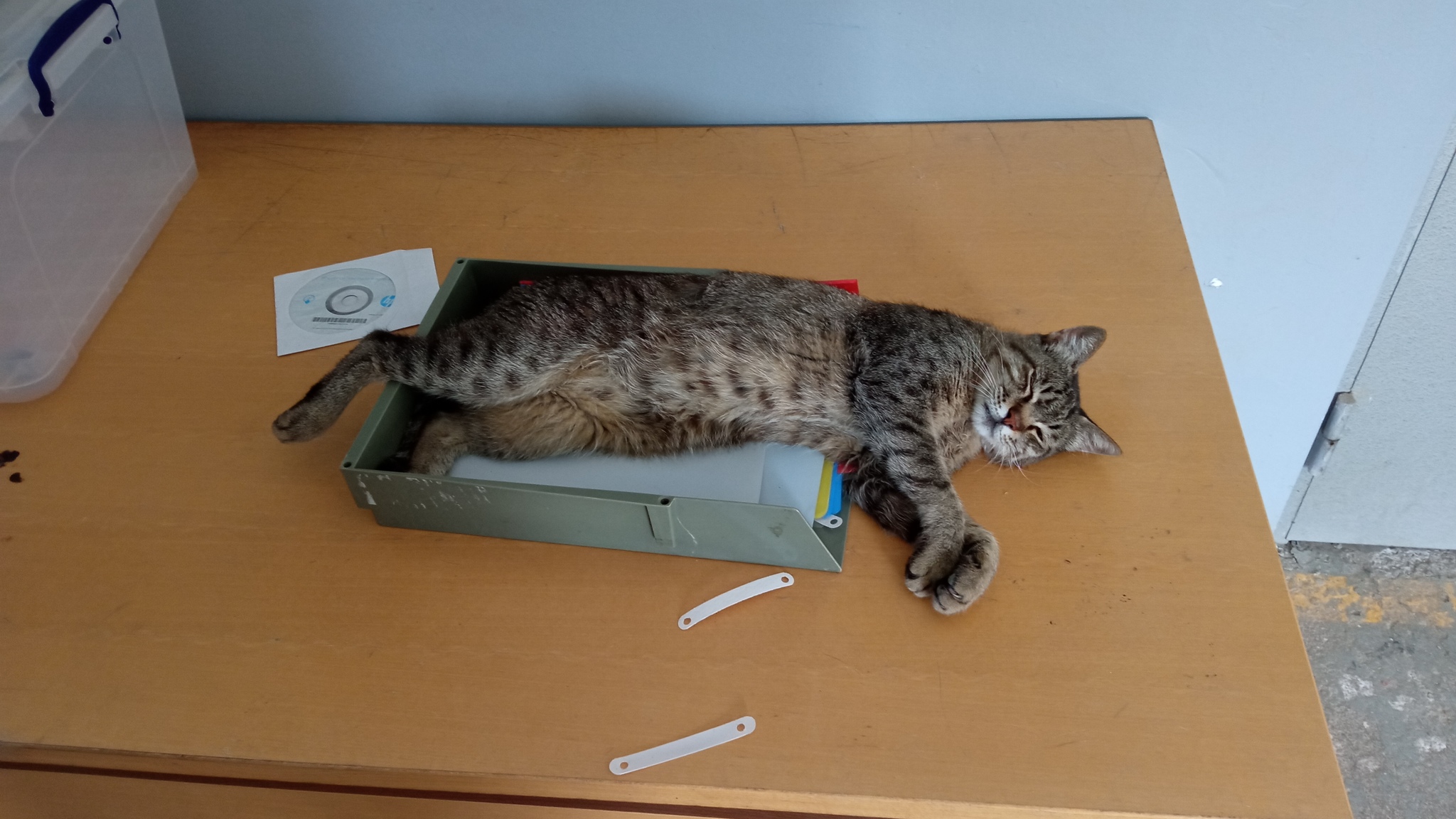 All cats love boxes - My, cat, Box, Photo on sneaker