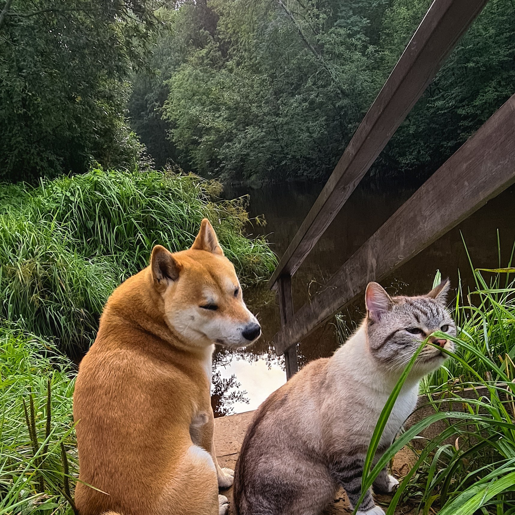 Bros - My, Dog, cat, Shiba Inu, Cats and dogs together, The photo