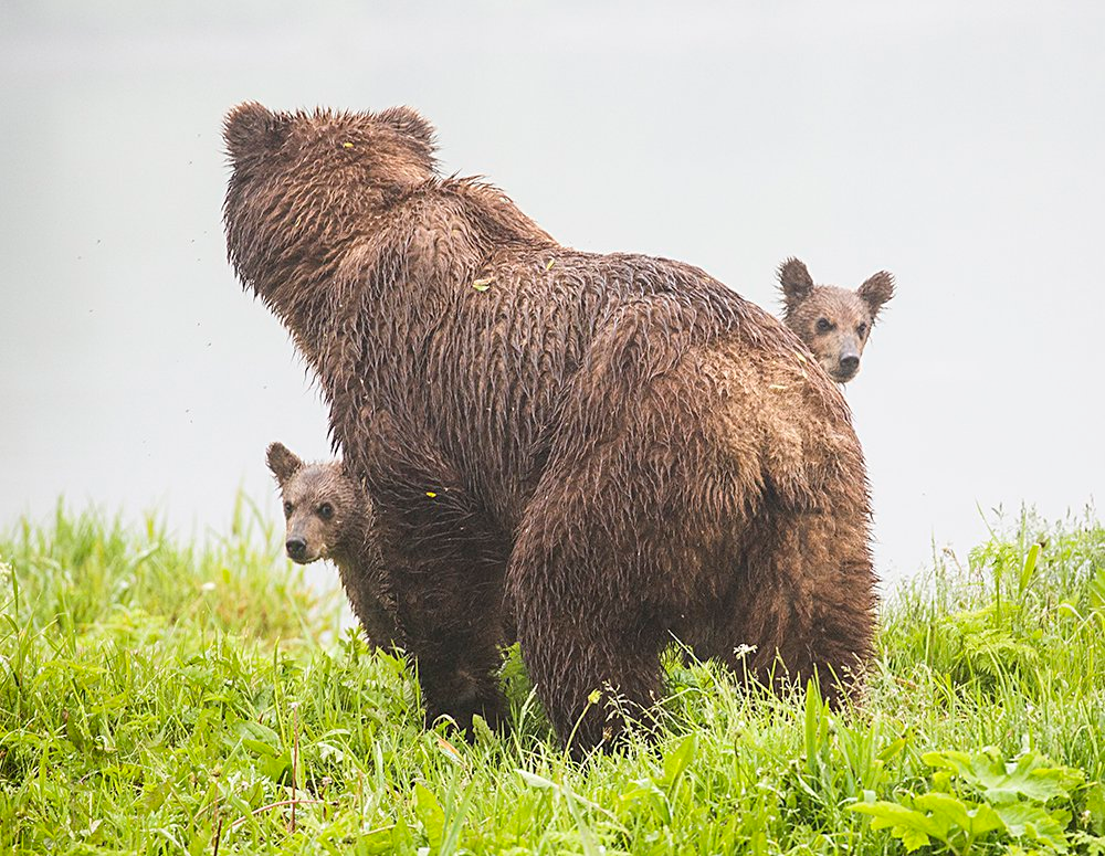 Because the whole world begins with mom... - The Bears, Brown bears, Young, Kamchatka, Kuril lake, The national geographic, The photo