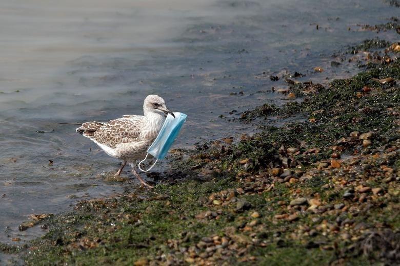 Cleanbird - Seagulls, Garbage, Nature, Mask, Zeitgeist, 2020