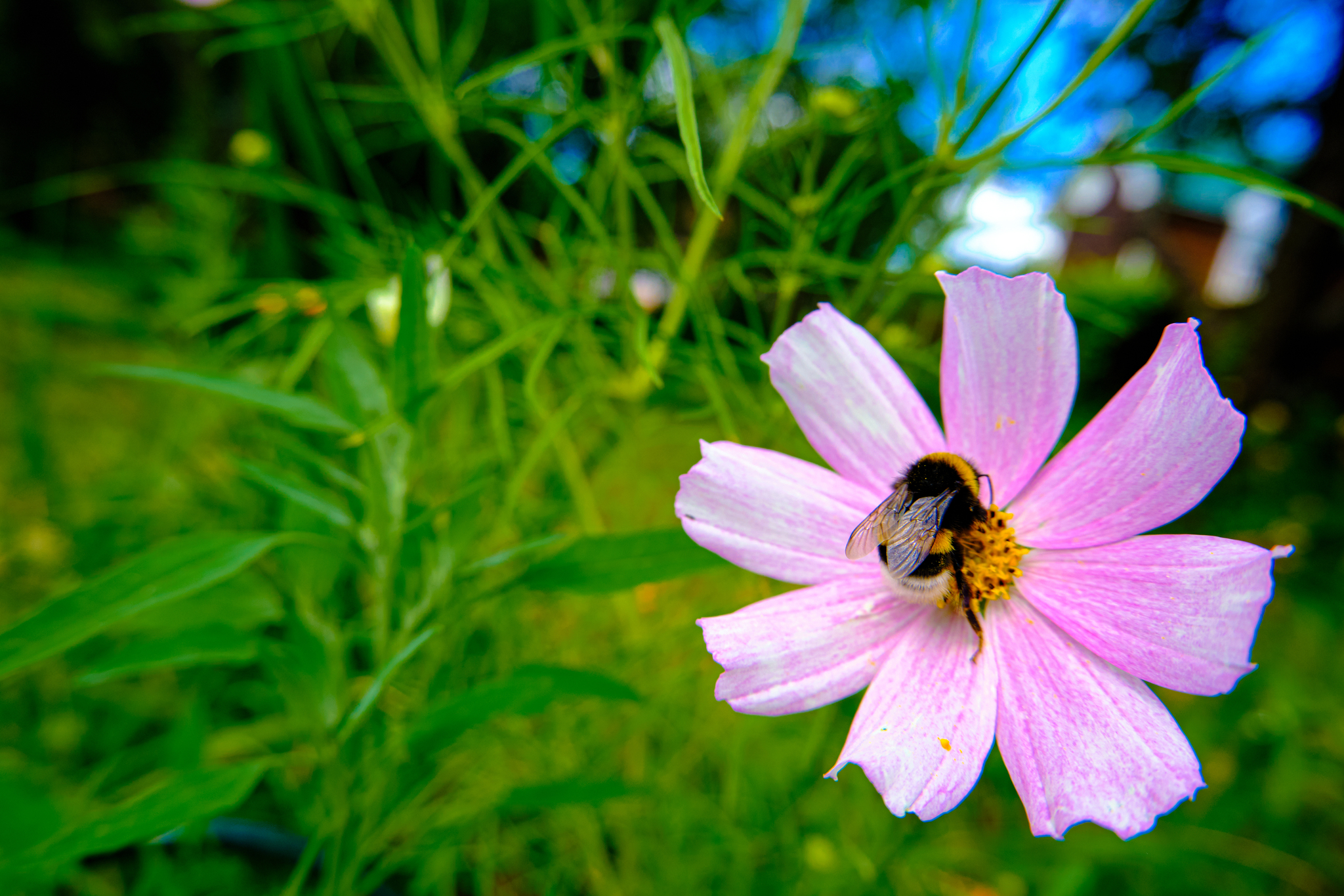 Hairy shemale asses - My, The photo, Insects, Fujifilm, Nature, Summer, Bumblebee, Flowers, Close-up