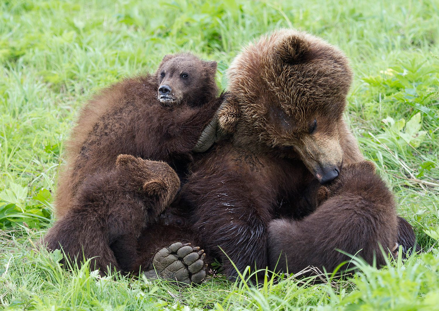 Bear balls. Медвежата. Медведица с медвежатами. Медведица с медвежатами фото. Медведь с медвежонком.