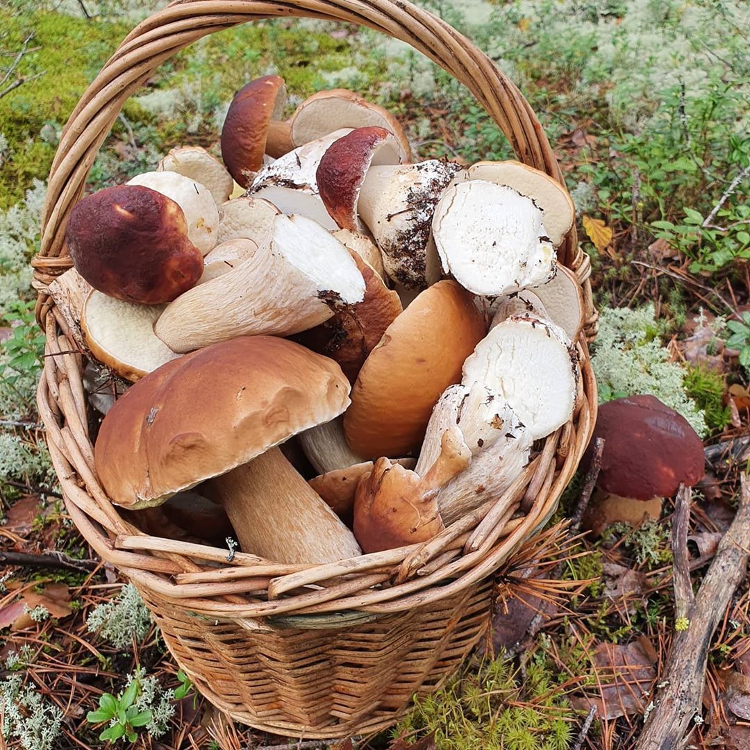 Silent hunt - Mushrooms, Silent hunt, Leningrad region, Losevo, Longpost