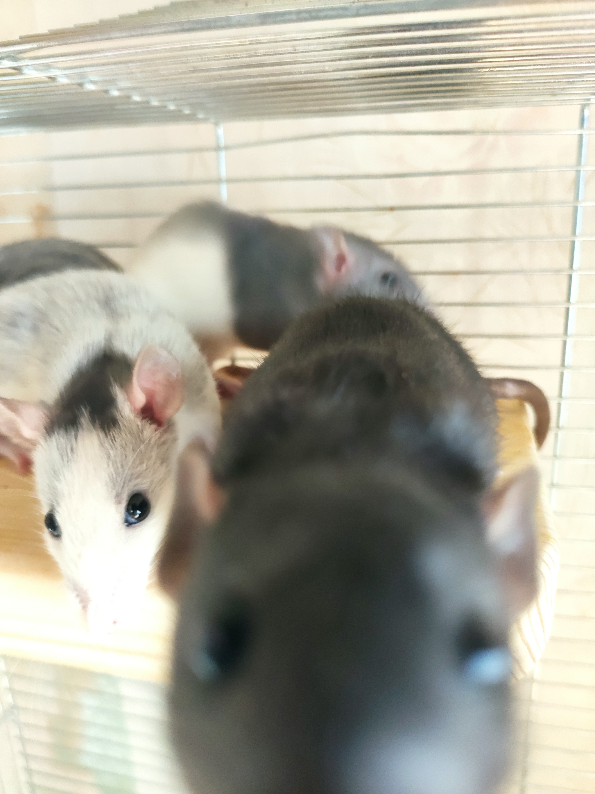 My boys - My, Rat, Decorative rats, Milota, Pets, Longpost