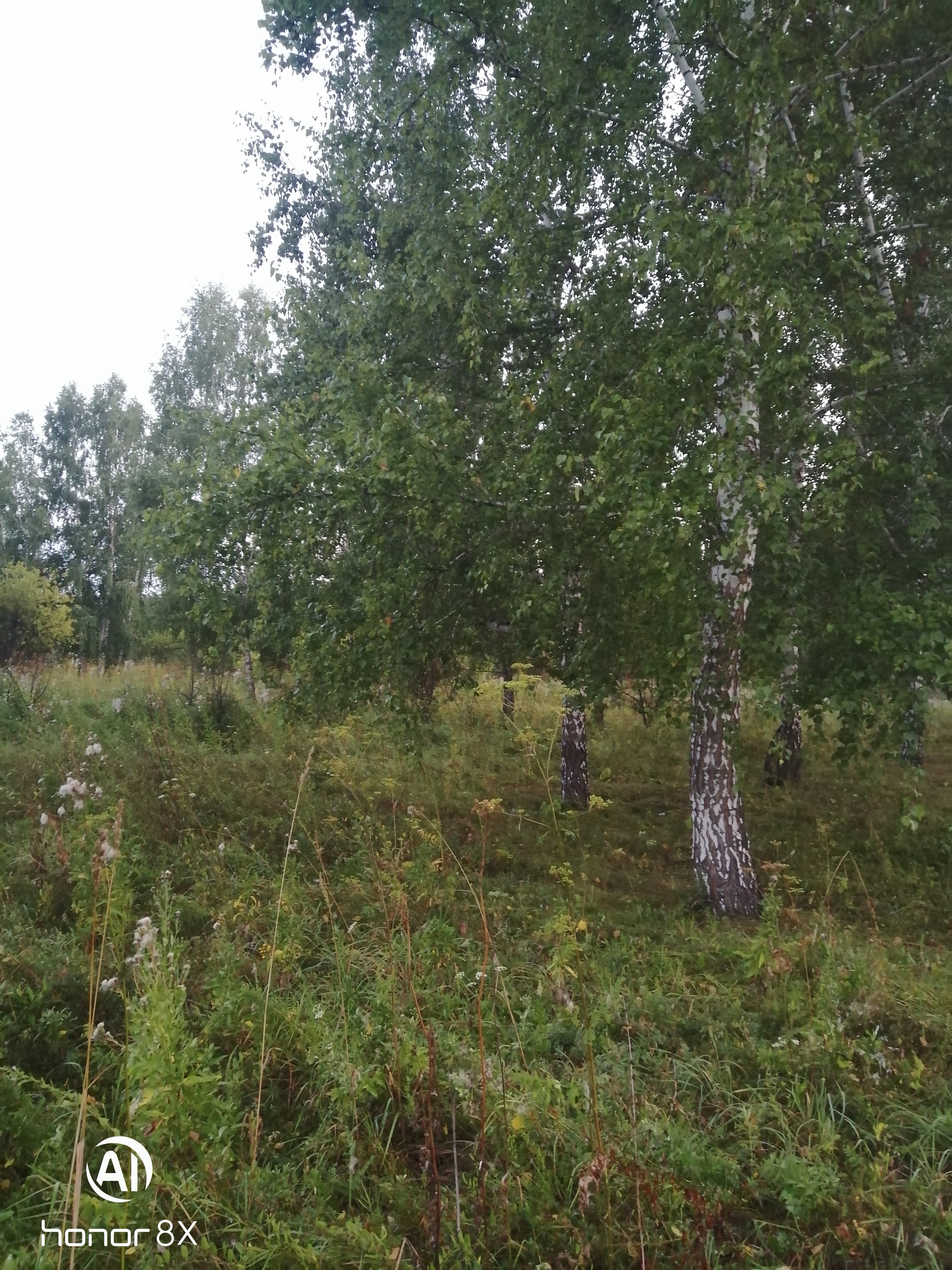 The smell of autumn - My, Walk in the woods, Autumn, Best friend, Dog, Longpost