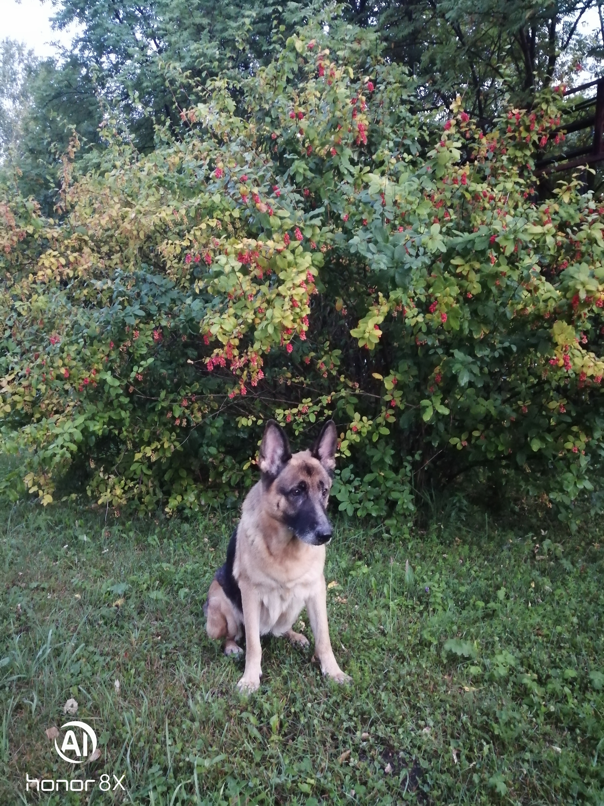 The smell of autumn - My, Walk in the woods, Autumn, Best friend, Dog, Longpost