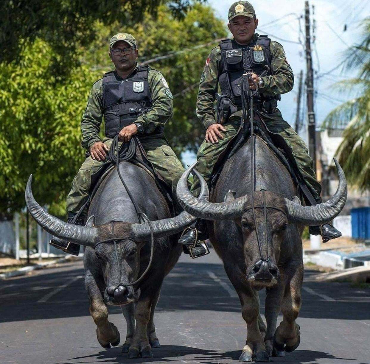 Cool cops... - Police, Buffalo, The photo, From the network