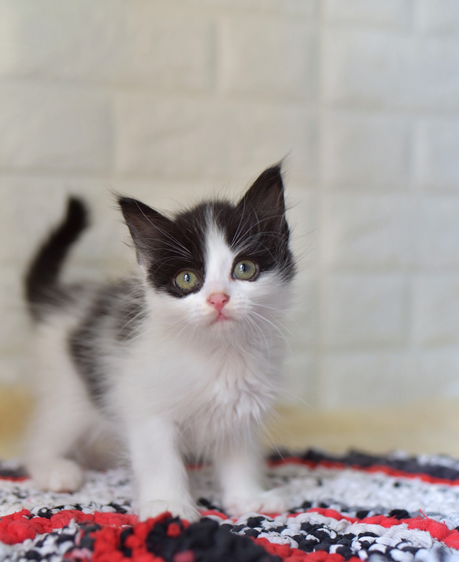 Bouquet of kittens from the Priozersky shelter - My, In good hands, No rating, Kittens, Longpost, Saint Petersburg, cat