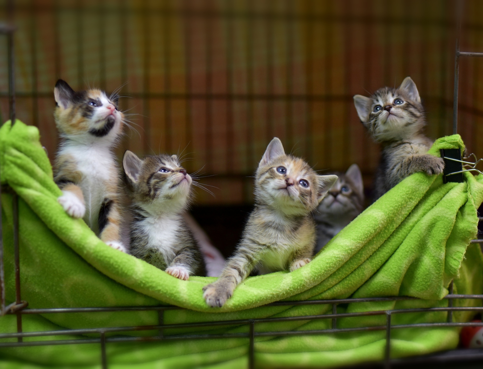 Bouquet of kittens from the Priozersky shelter - My, In good hands, No rating, Kittens, Longpost, Saint Petersburg, cat