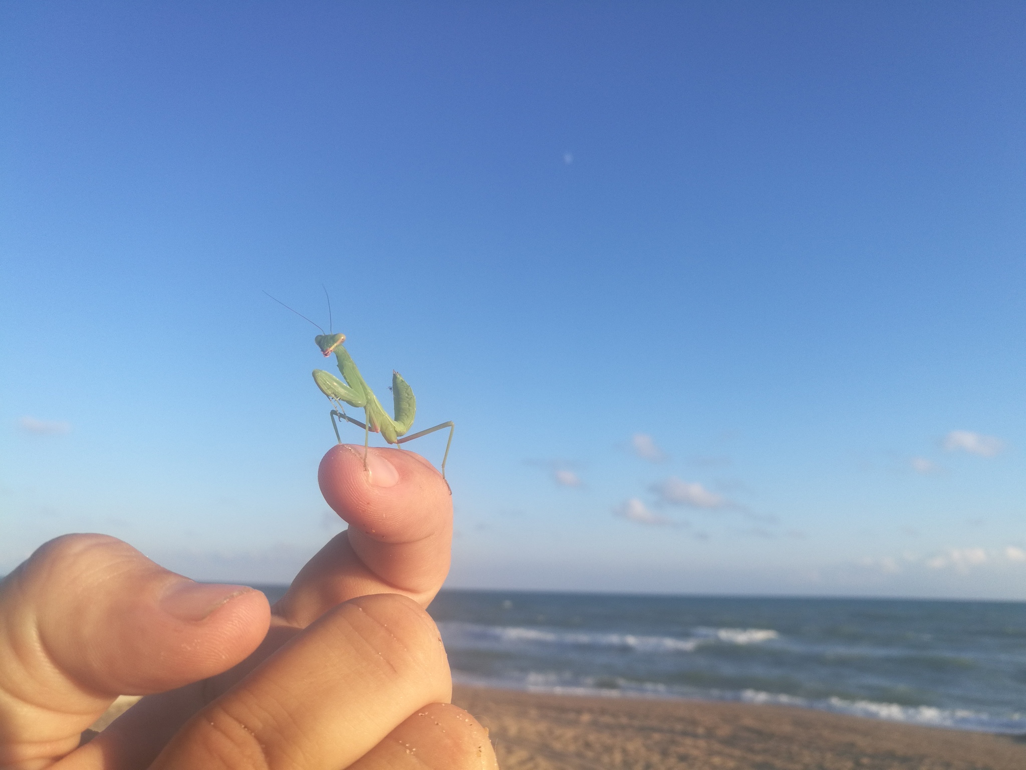 Mantis - Mantis, Pets, Longpost, Insects