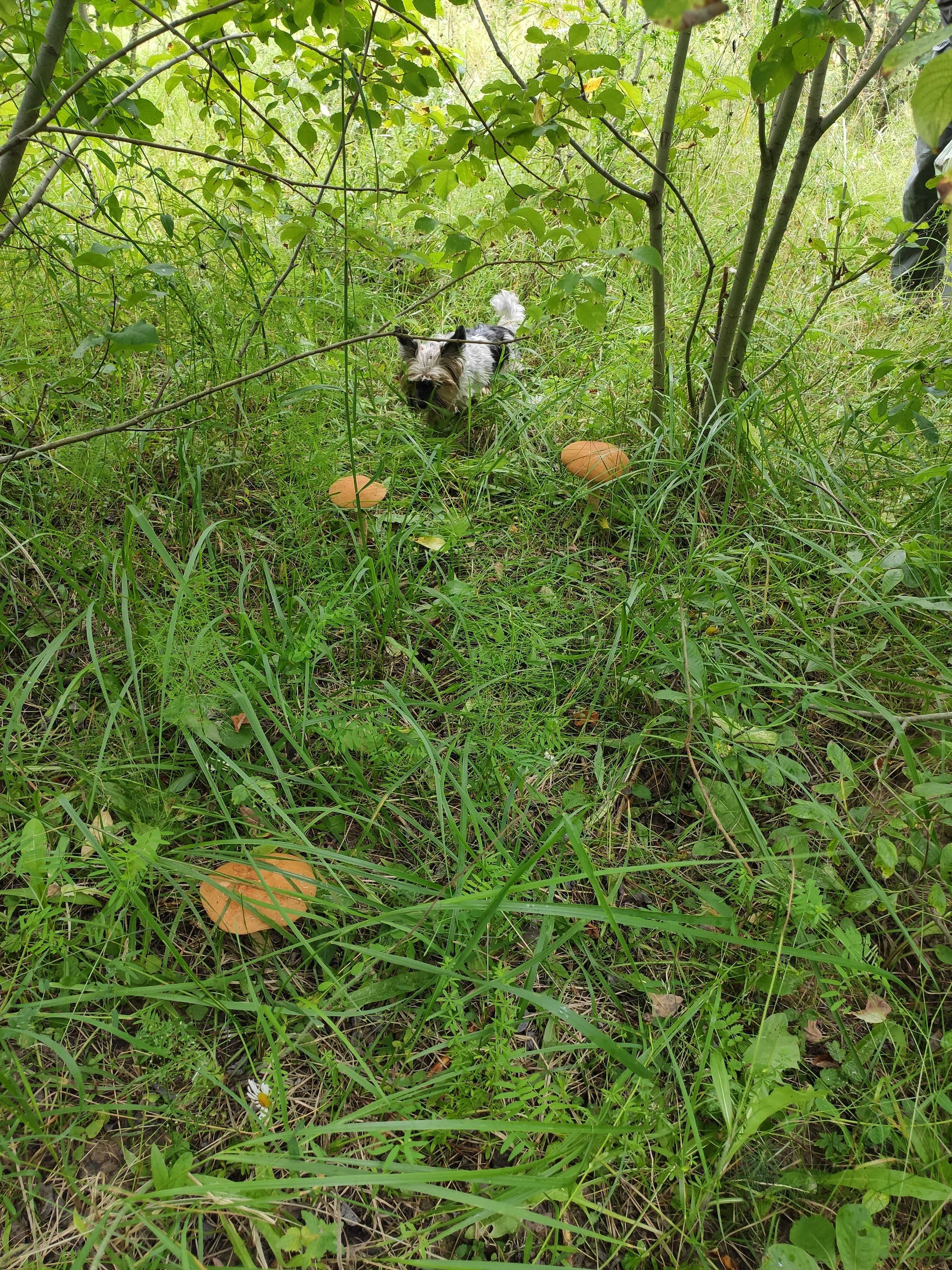 Hooray! Finally mushrooms - My, Mushrooms, Silent hunt, Longpost