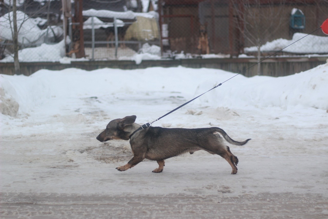 The smallest and proudest resident of the shelter - My, Animal shelter, Dachshund, Dog, Kindness, Good, Pets, Longpost, Saint Petersburg, No rating