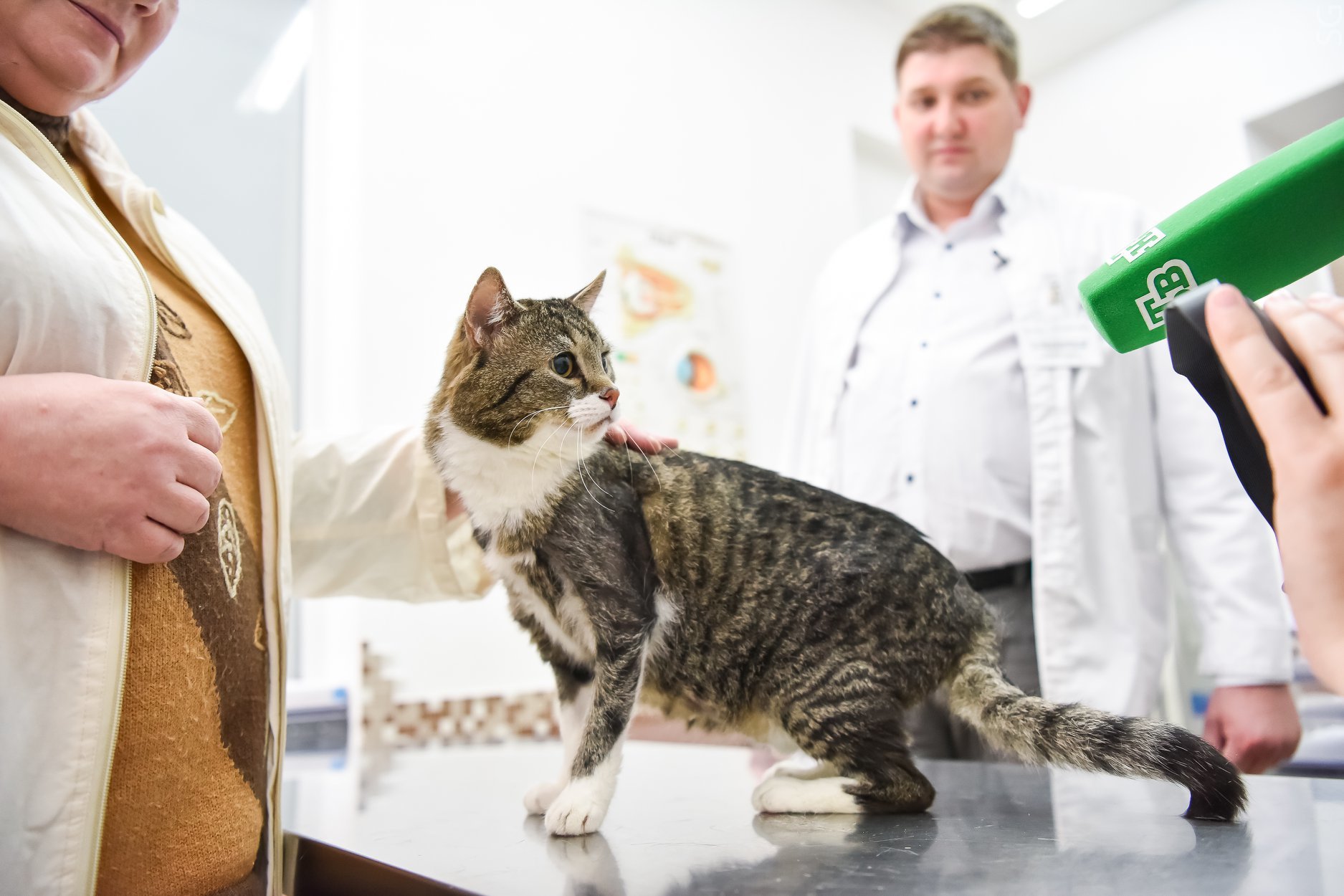 How the cat Lapunya was treated - Veterinary, Prosthetics, Habr, The science, Clinical trials, cat, Longpost