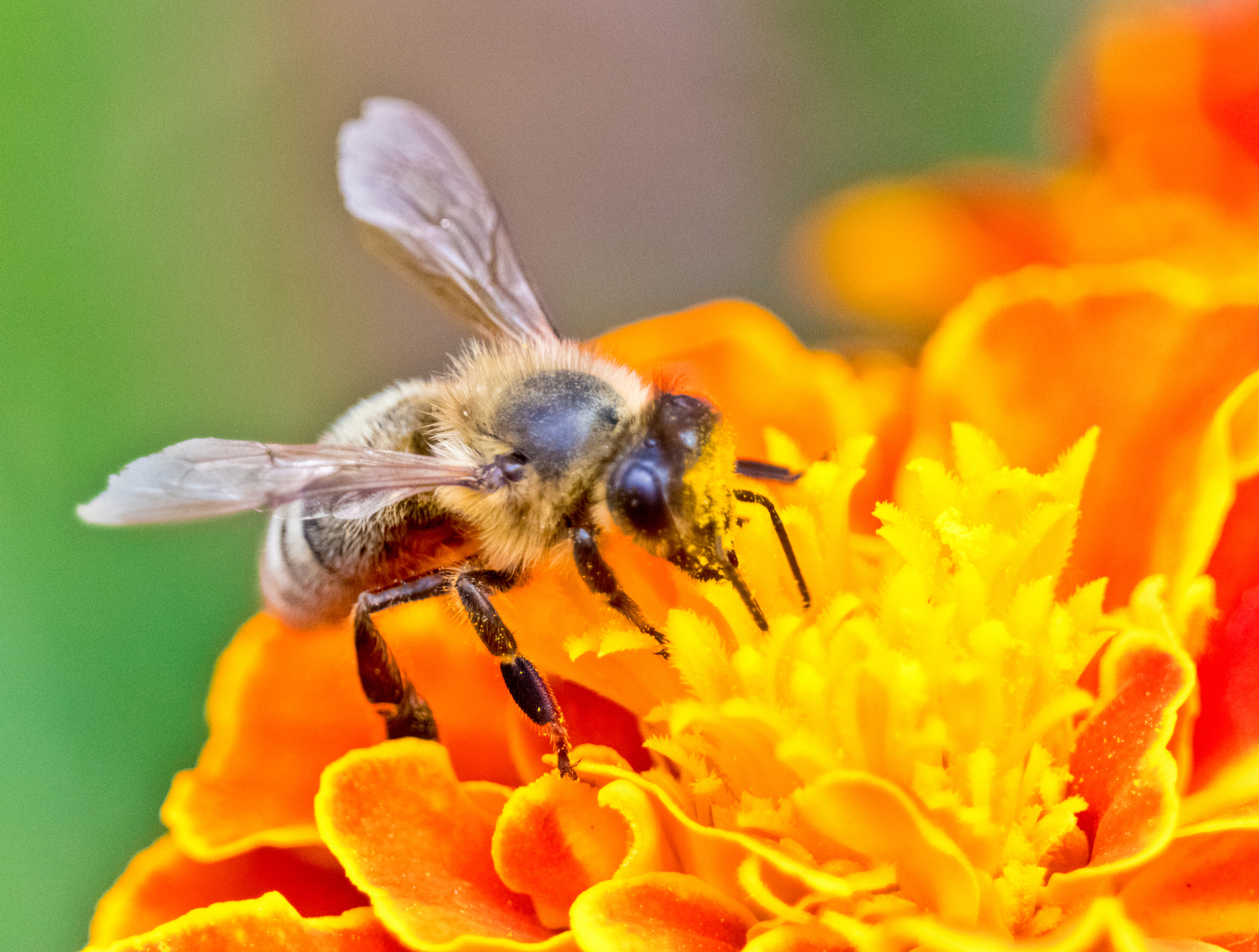 Bees at work - My, Bees, Flowers, The photo, Nature, Longpost