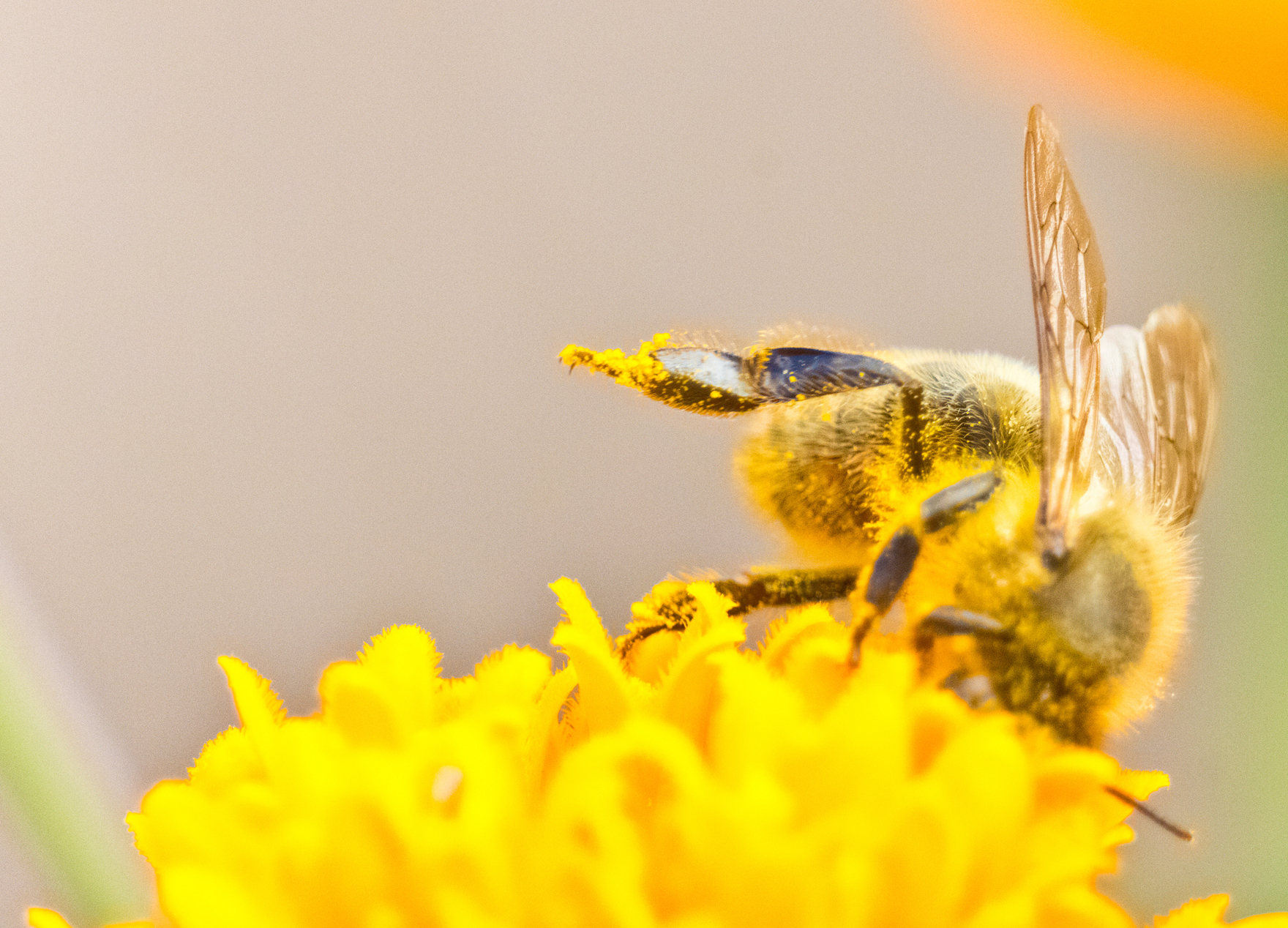 Bees at work - My, Bees, Flowers, The photo, Nature, Longpost