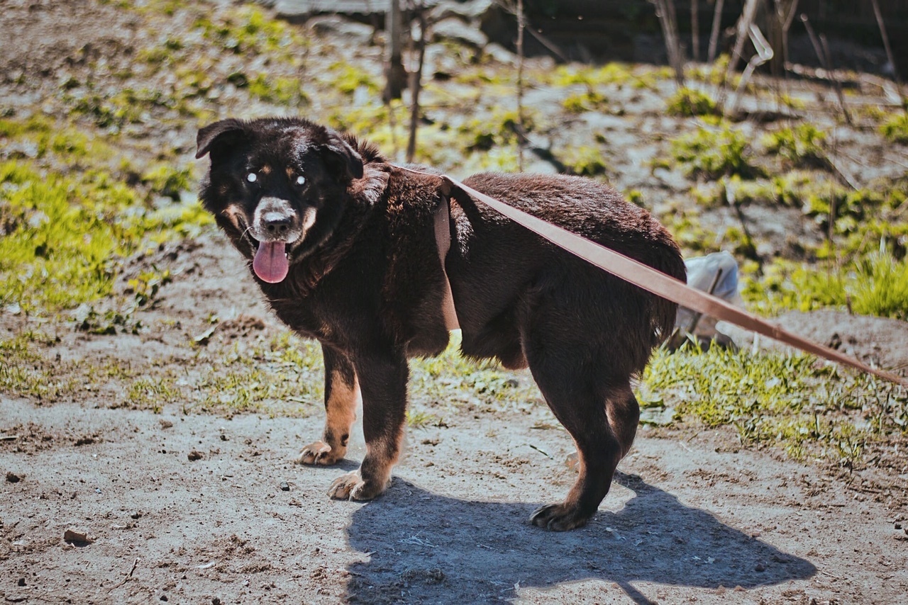 I took a blind dog out of the shelter for a walk and didn’t believe that he was blind - My, Kindness, Good, Pets, Dog, Dogs and people, Animal shelter, Longpost, The blind