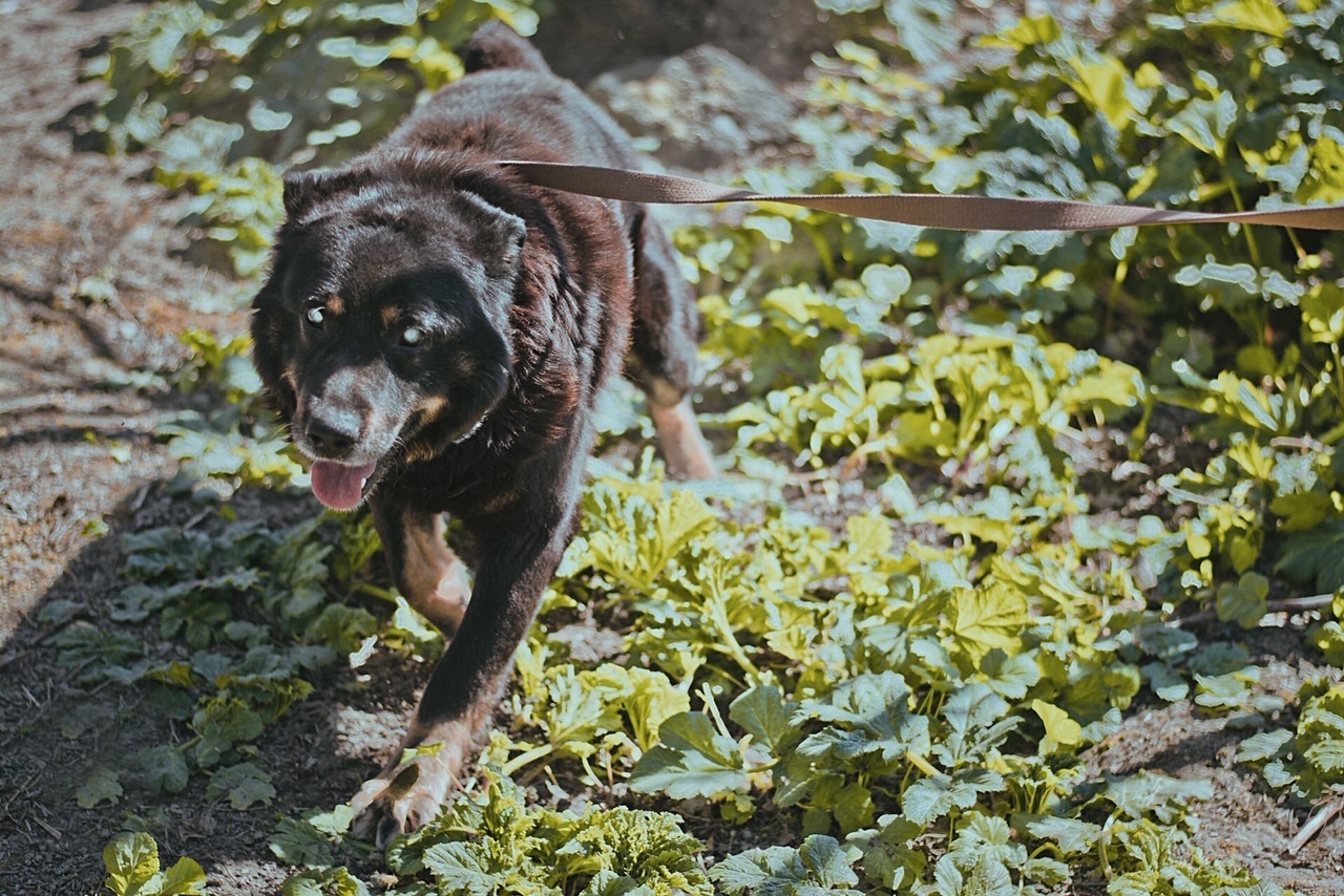 I took a blind dog out of the shelter for a walk and didn’t believe that he was blind - My, Kindness, Good, Pets, Dog, Dogs and people, Animal shelter, Longpost, The blind