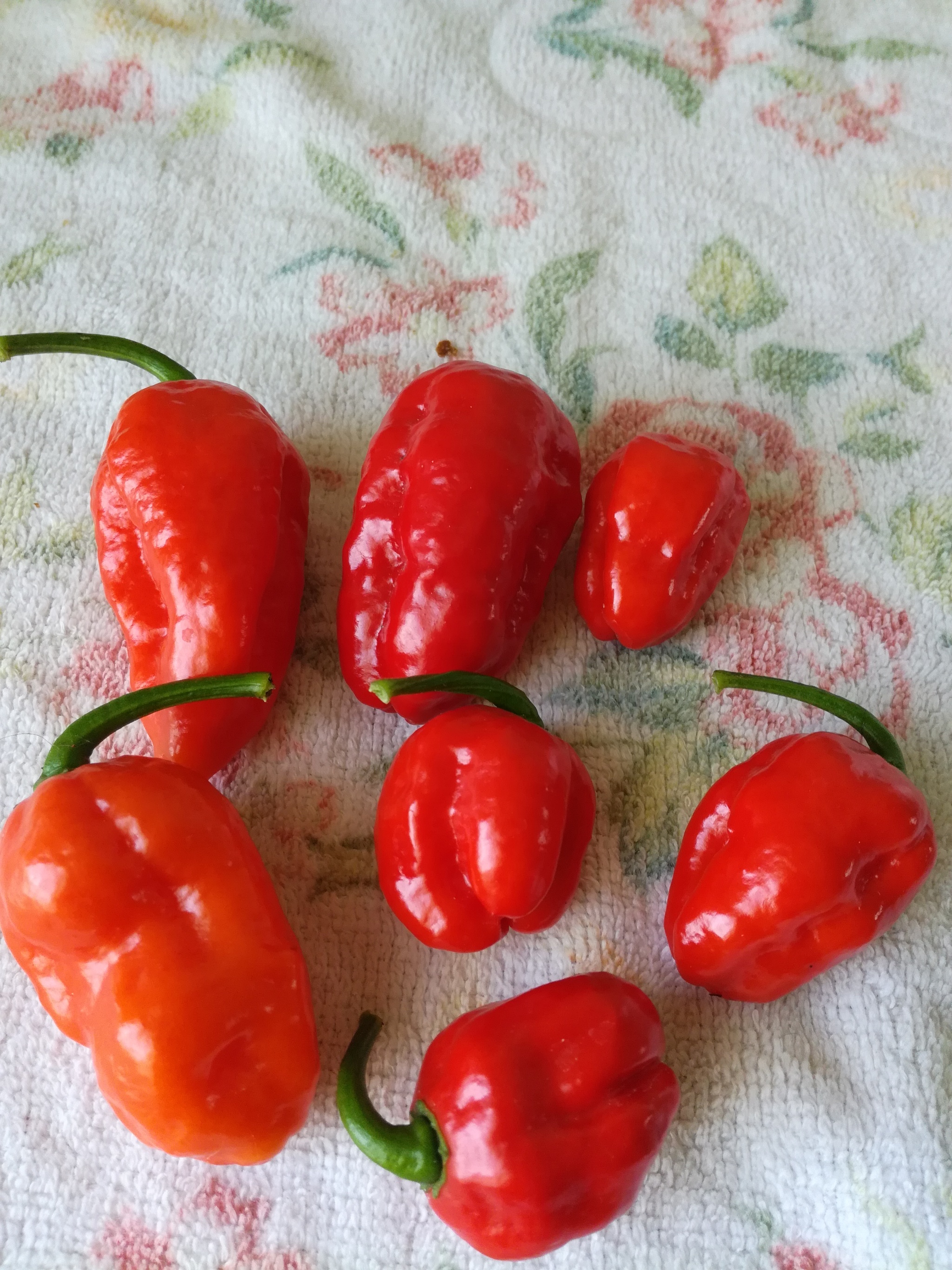 My first hot peppers, grown on my own - My, Gardening, Spicy cuisine, Pepper farming, Pepper, Hot peppers