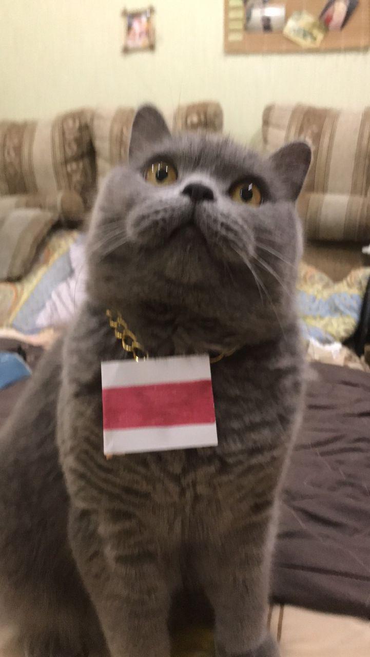 Our smaller brothers are also protesting! - Republic of Belarus, Protest, Animals, Longpost, cat, Politics