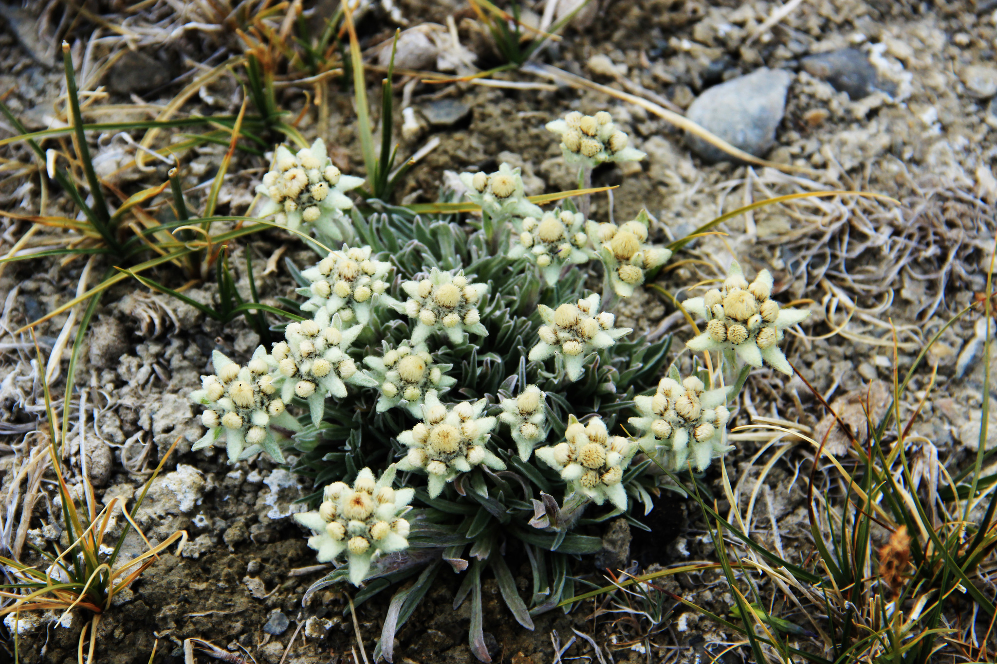 Edelweiss - My, Edelweiss, Flowers, Tajikistan, Longpost, Pamir