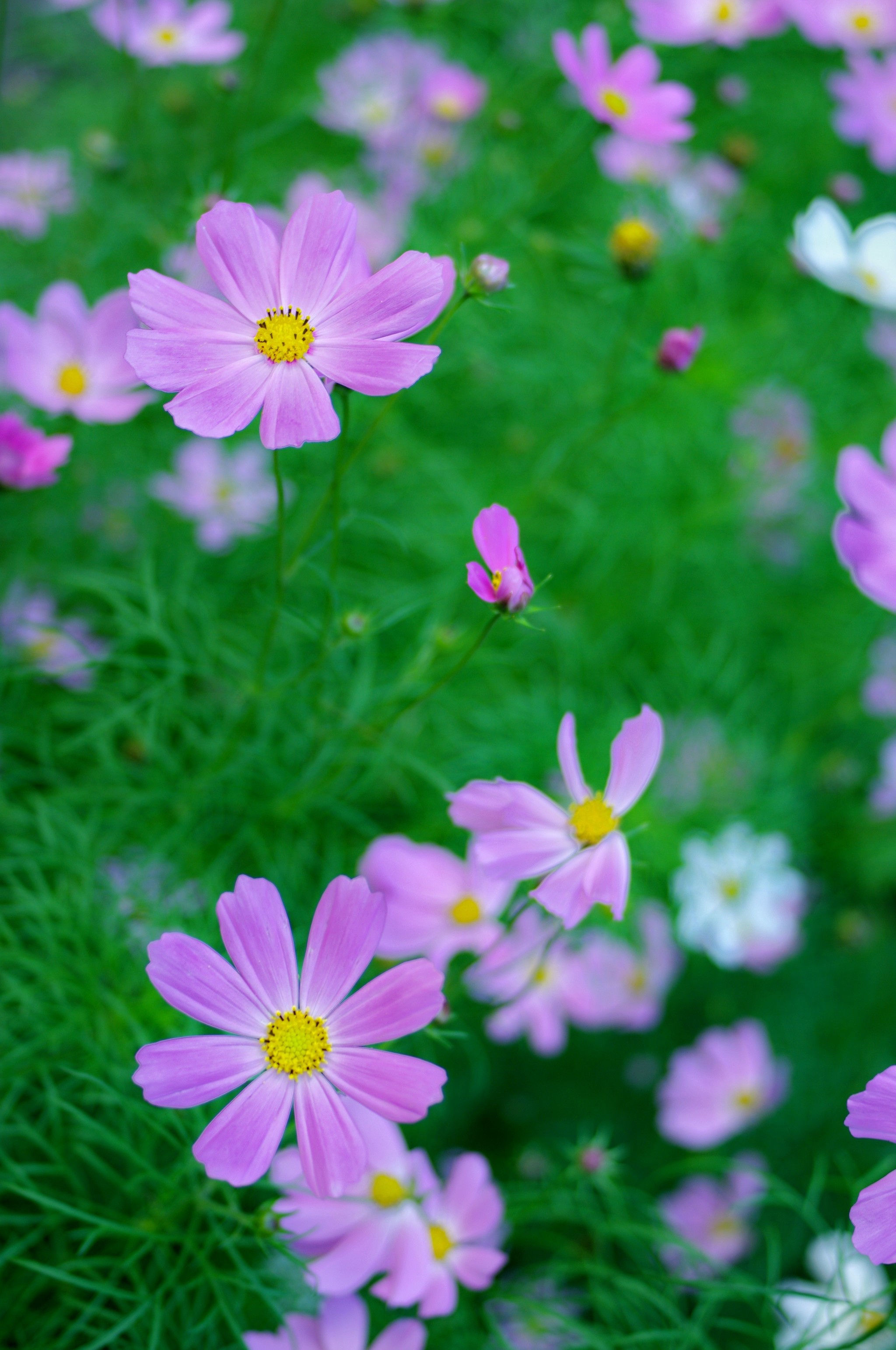 Summer - My, Flowers, Summer, The photo, Longpost