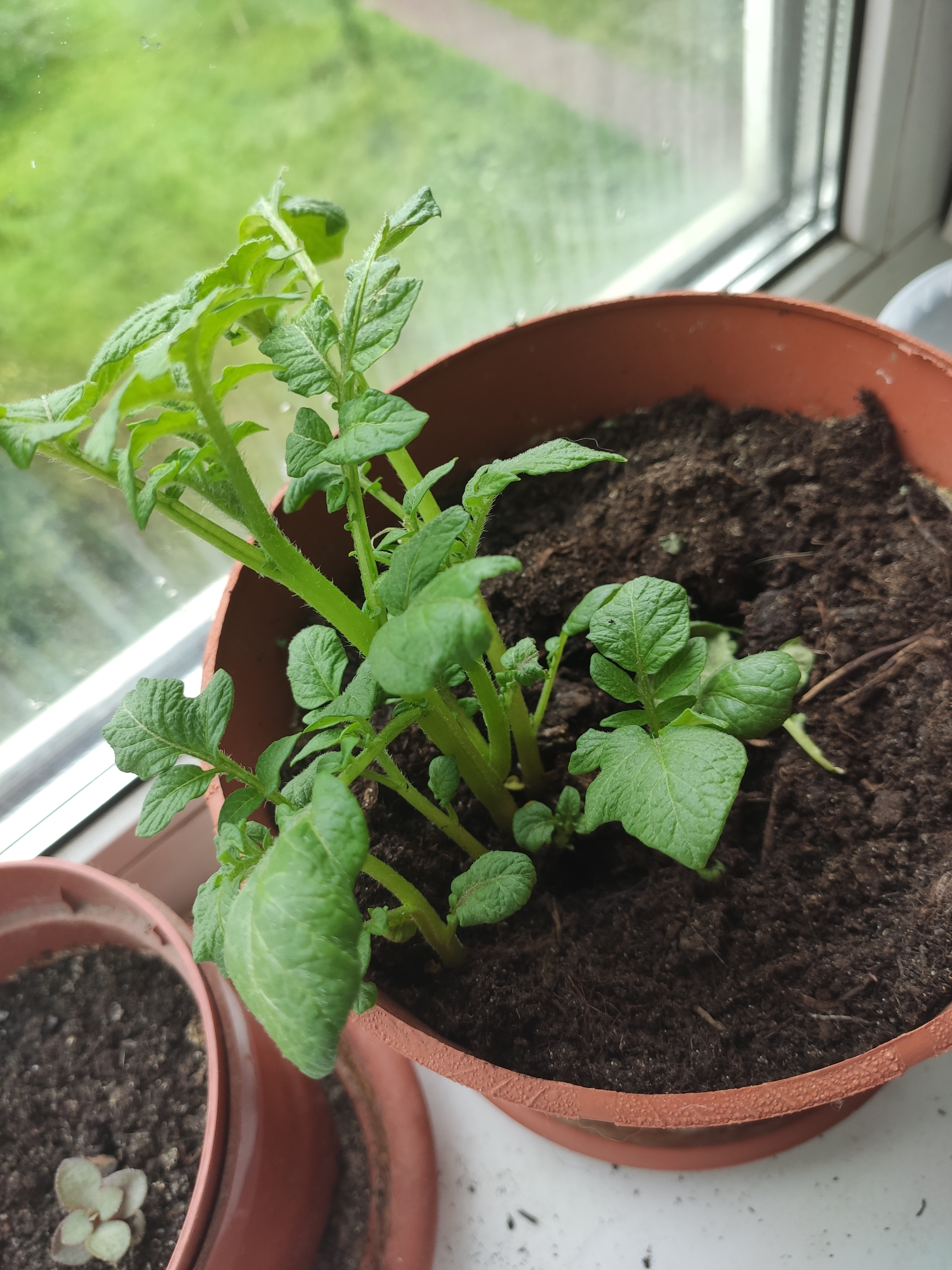 Harvest - My, Harvest, Houseplants, Potato, Longpost