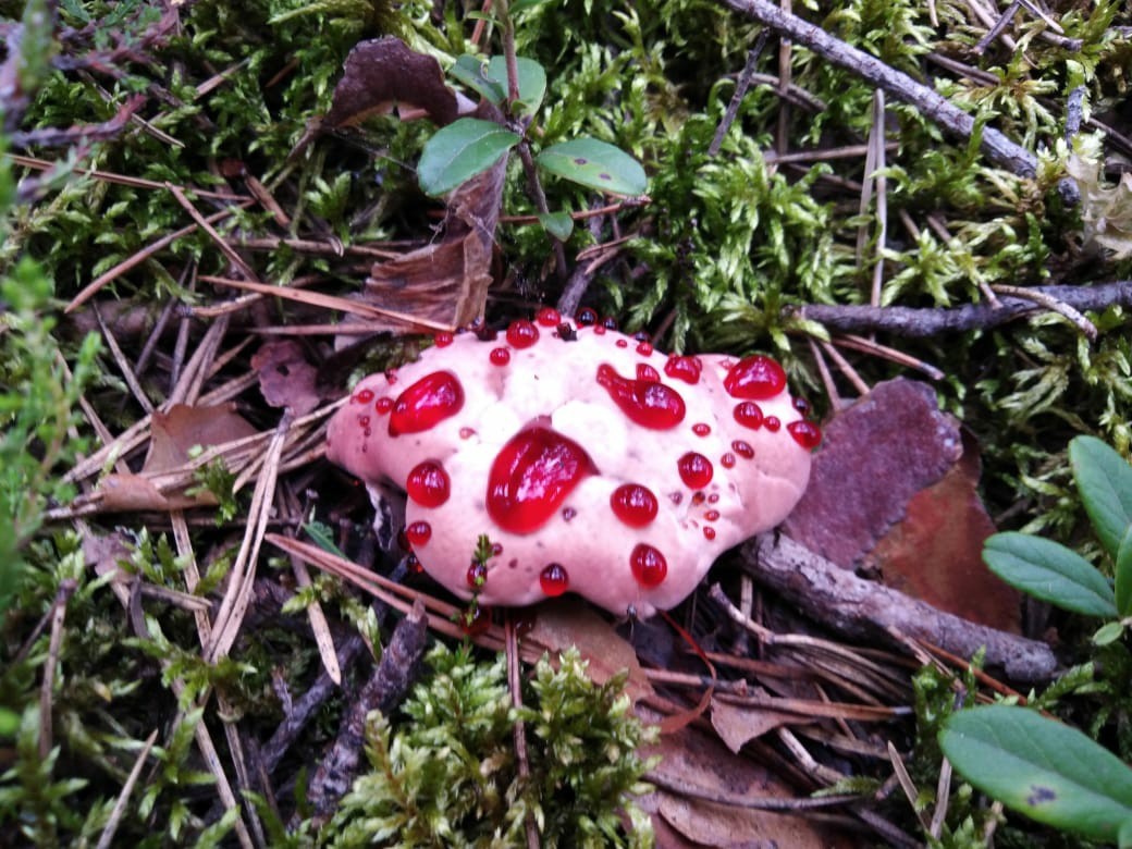 Found in the forests of Karelia - My, Mushrooms, Карелия, Longpost