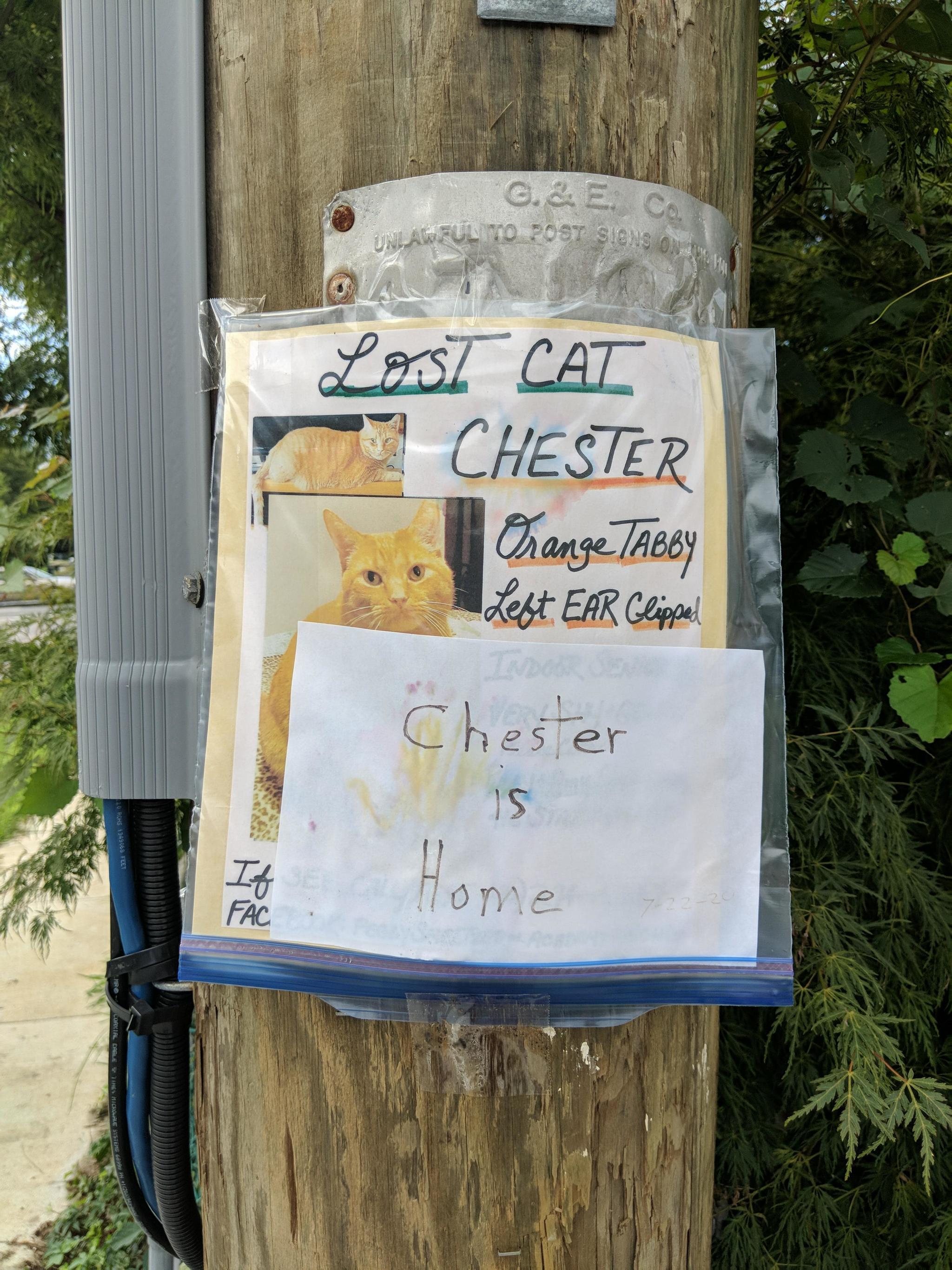 After seeing similar advertisements for many months, I found one that made me happy while walking! - cat, Announcement, Pillar, Lost cat, Find, Return, Positive, Translation