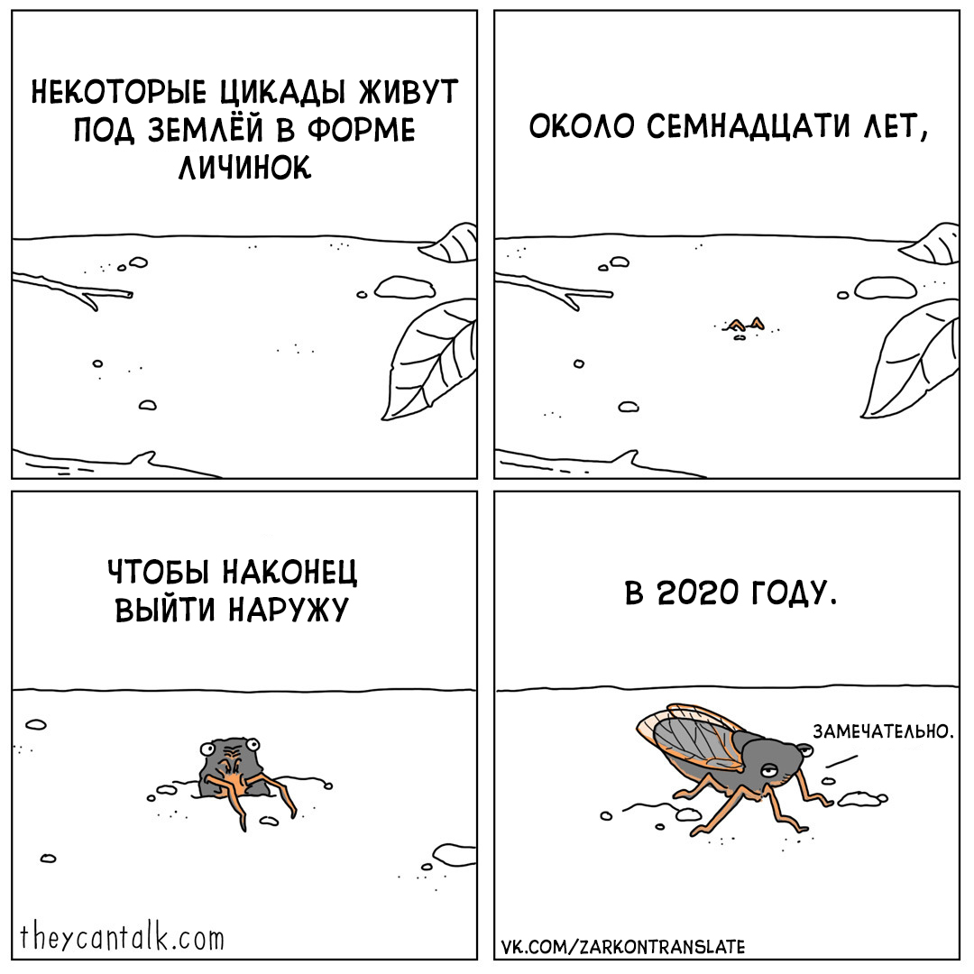 Жизненный цикл цикады