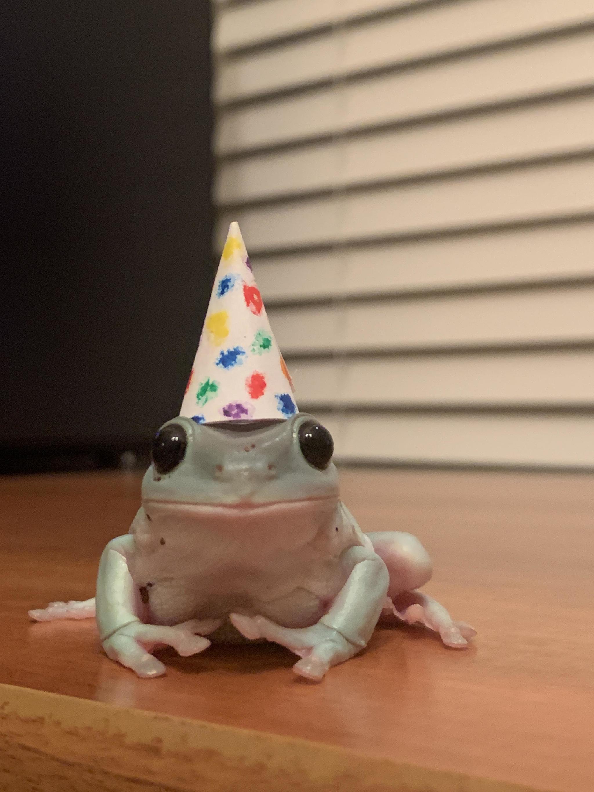 Hello! - Frogs, Hat, Happy birthday