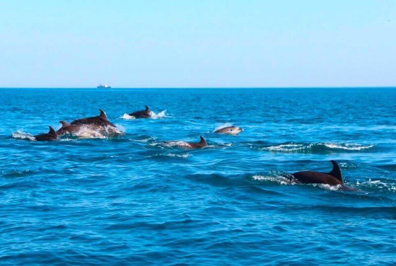 Reply to the post “Good dolphins” - My, Dolphin, Black Sea, Danger, Meeting, Reply to post, Life stories, Text