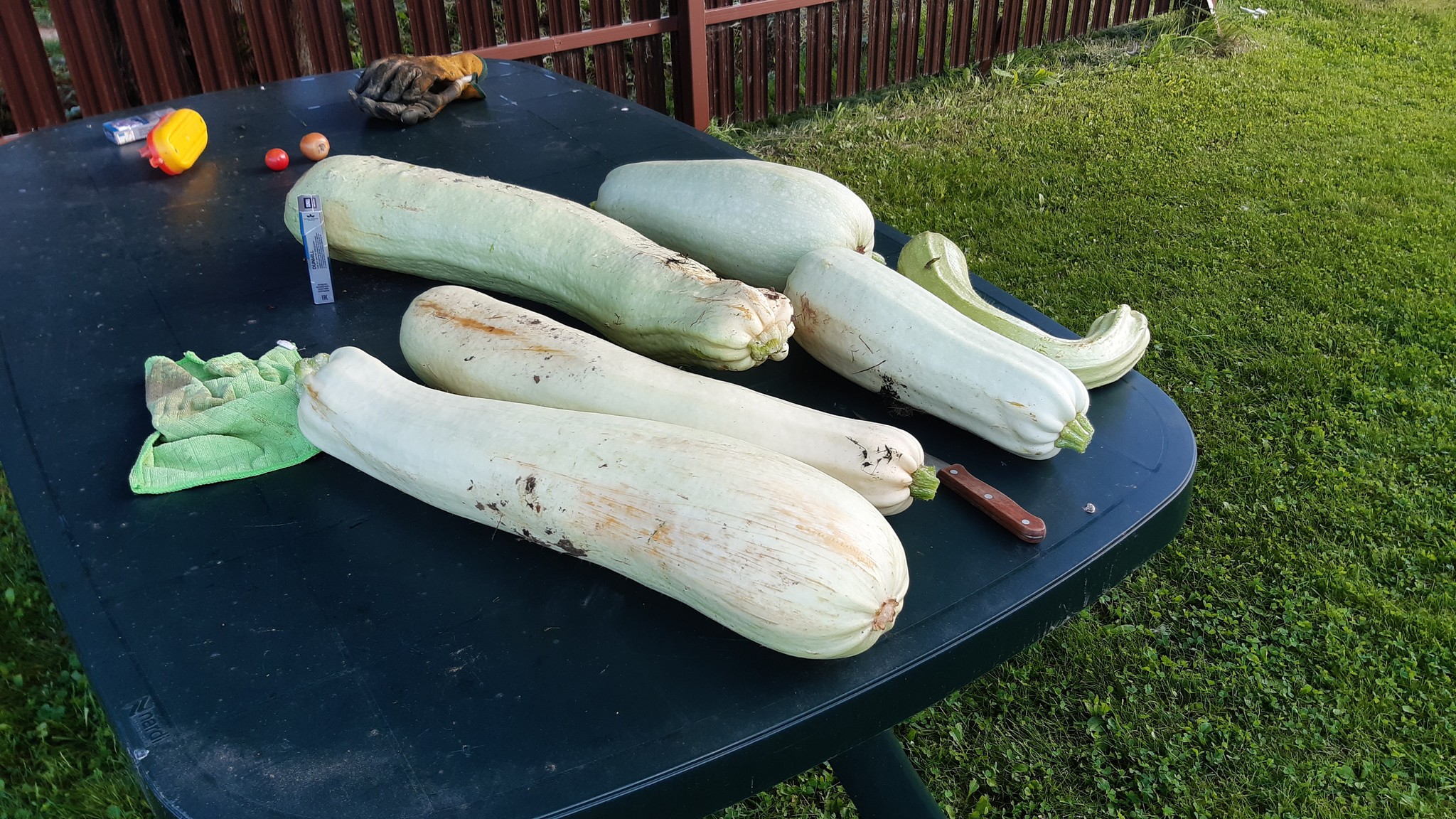 Pikabushnik zucchini and even more - My, Dacha, Mother-in-law, Harvest, 49 and 5