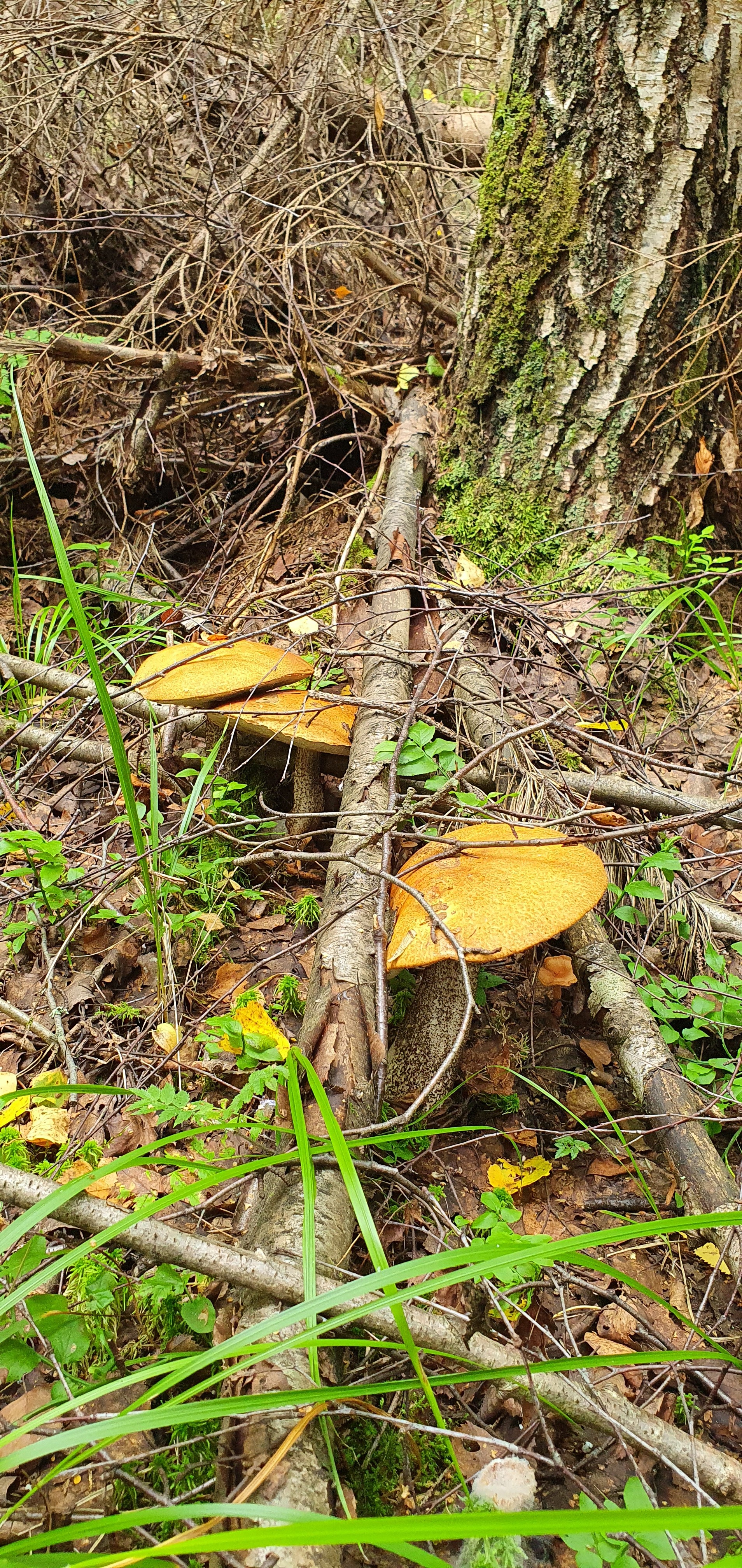 Got out into the forest #2 - My, Mushrooms, Boletus, Forest, Walk in the woods, Video, Longpost