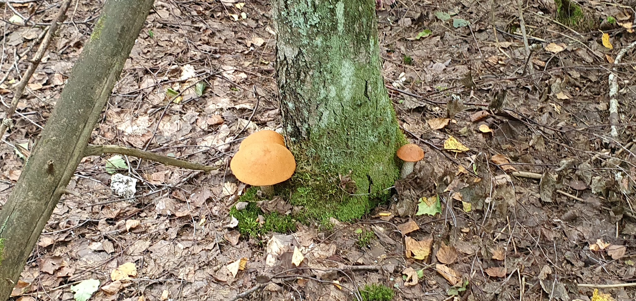 Got out into the forest #2 - My, Mushrooms, Boletus, Forest, Walk in the woods, Video, Longpost