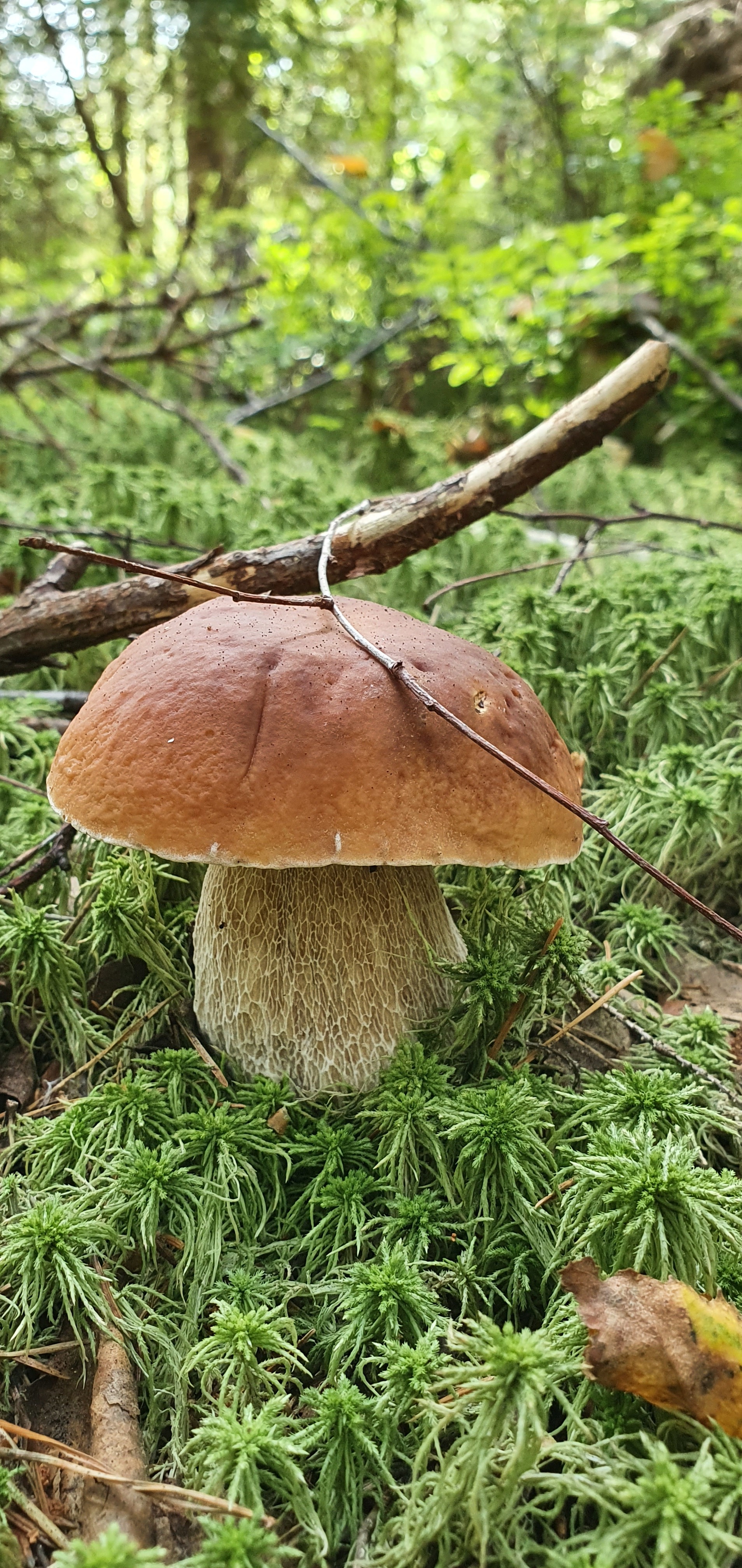 Got out into the forest #2 - My, Mushrooms, Boletus, Forest, Walk in the woods, Video, Longpost