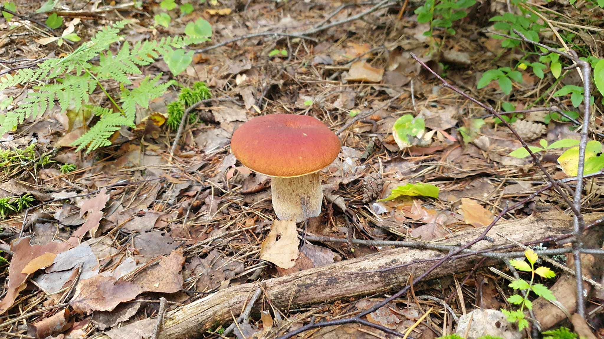 Got out into the forest #2 - My, Mushrooms, Boletus, Forest, Walk in the woods, Video, Longpost