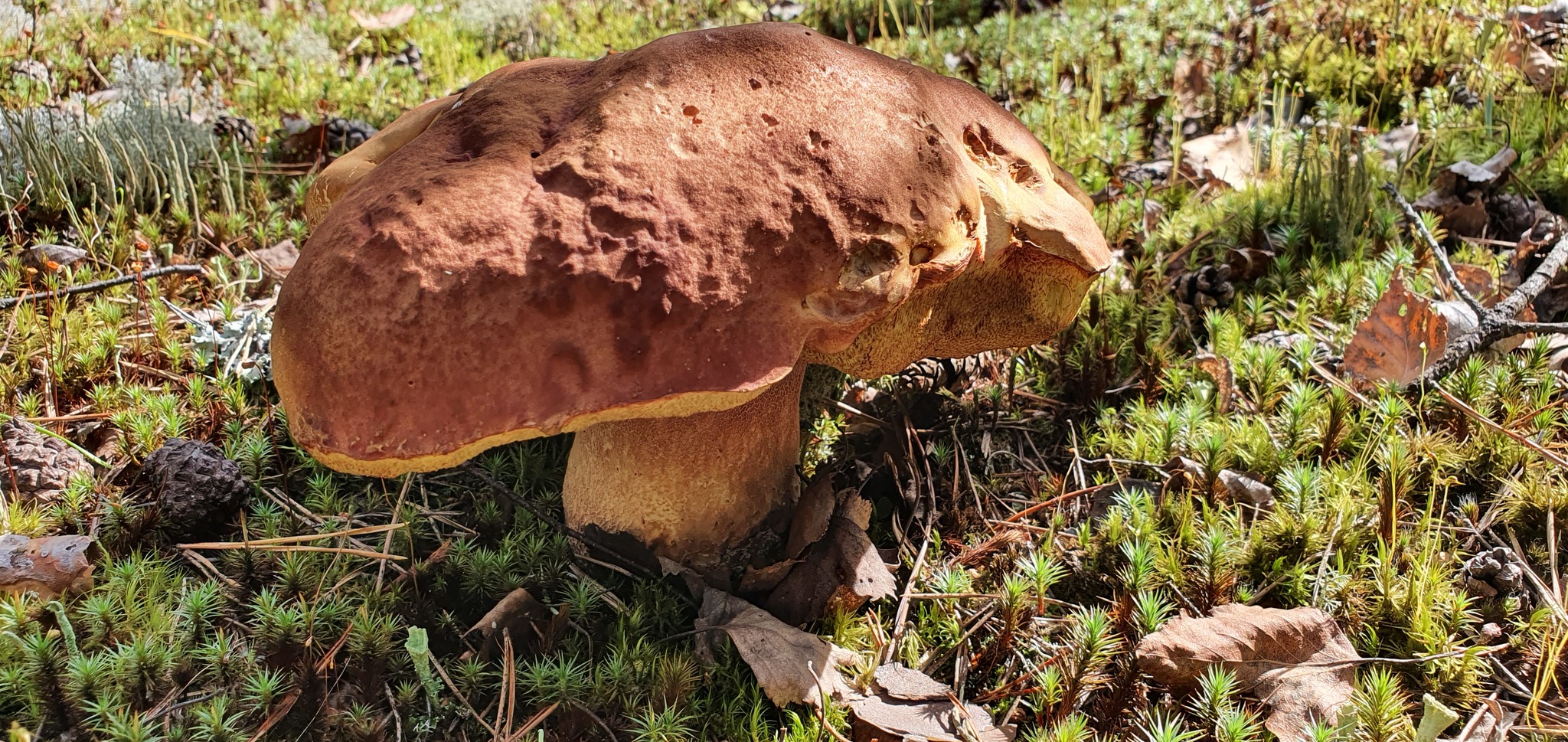 Got out into the forest #2 - My, Mushrooms, Boletus, Forest, Walk in the woods, Video, Longpost