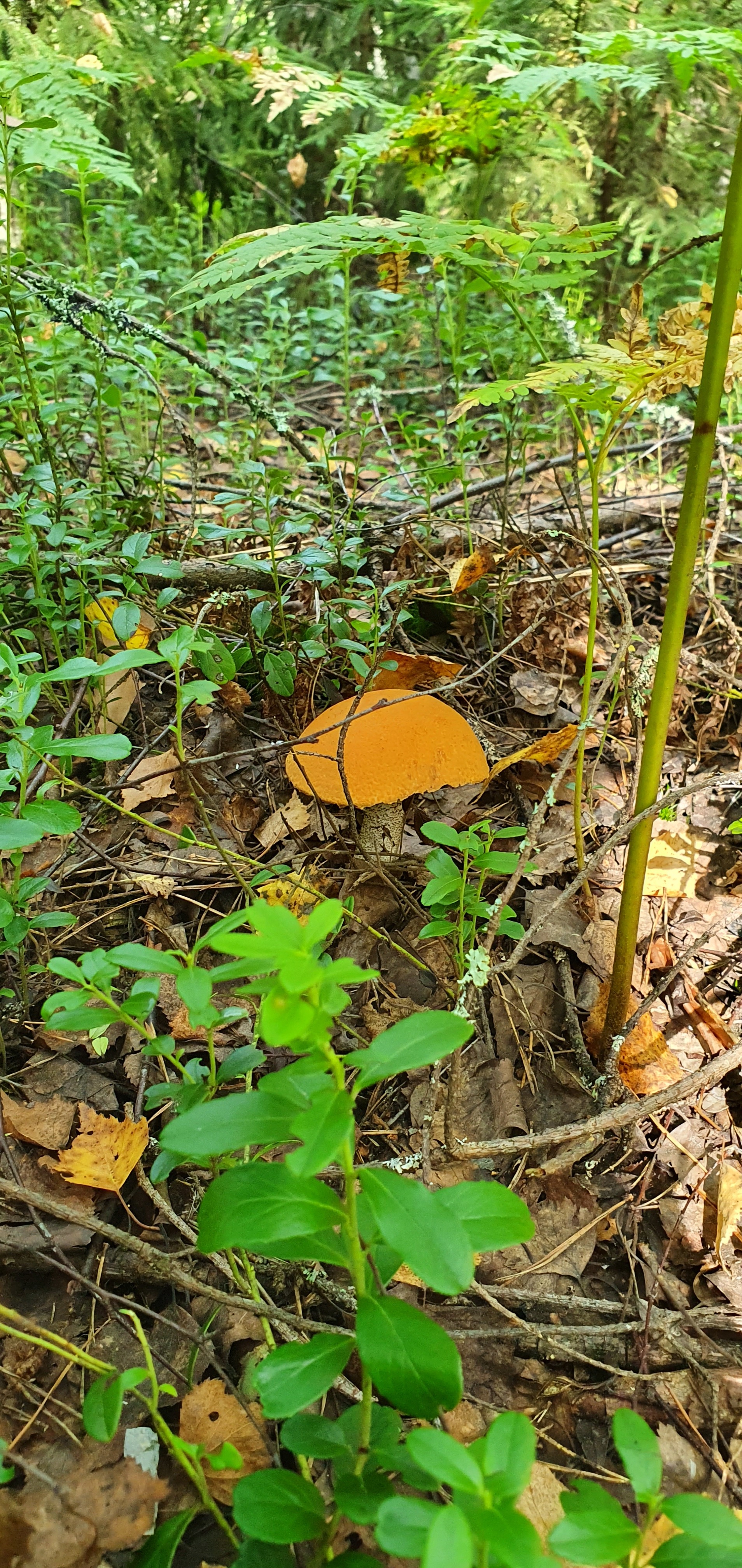 Got out into the forest #2 - My, Mushrooms, Boletus, Forest, Walk in the woods, Video, Longpost