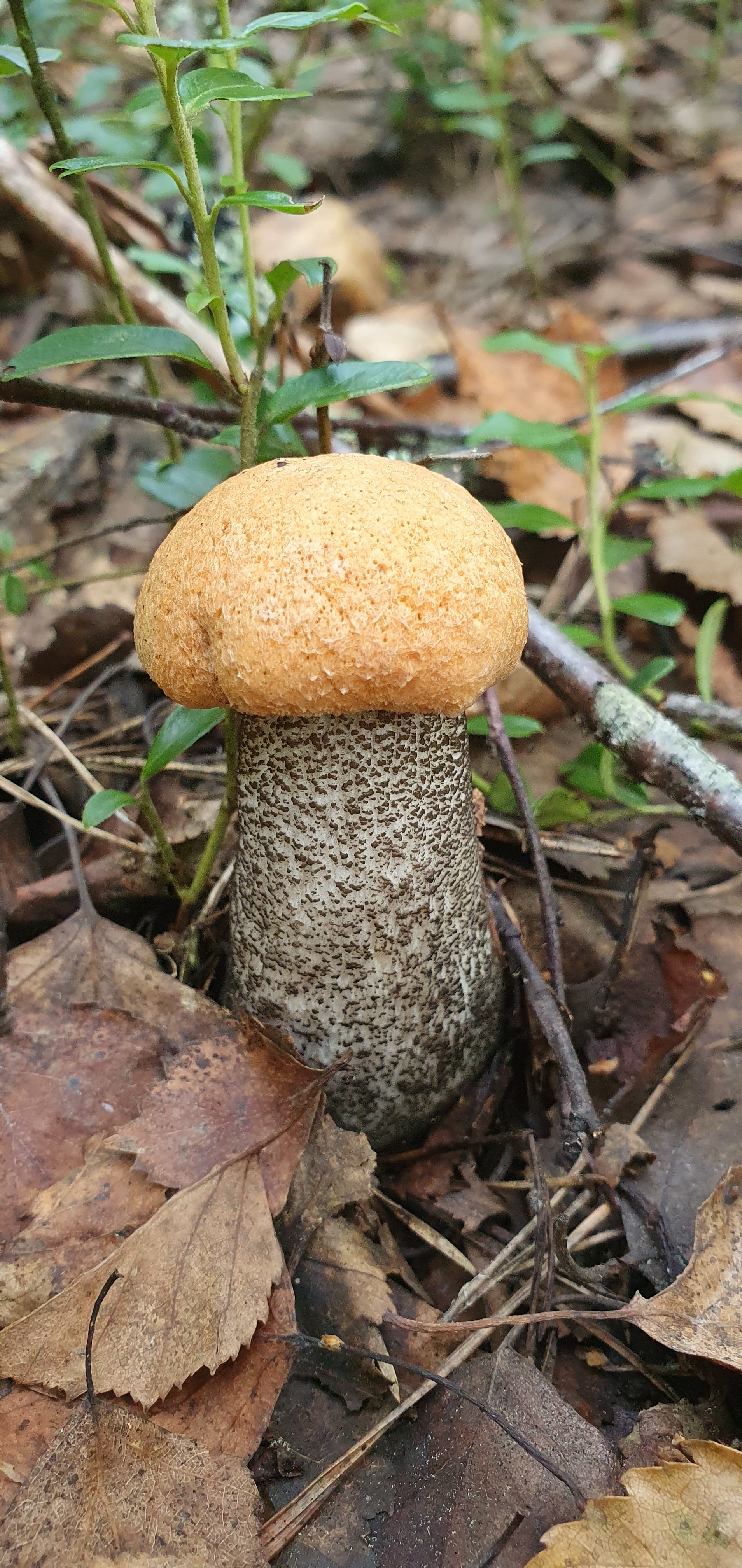 Got out into the forest #2 - My, Mushrooms, Boletus, Forest, Walk in the woods, Video, Longpost