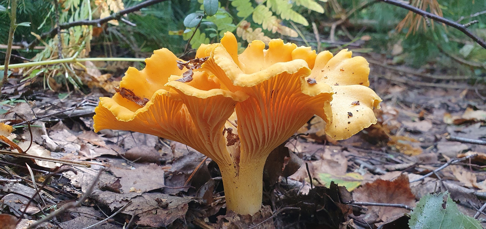 Got out into the forest #2 - My, Mushrooms, Boletus, Forest, Walk in the woods, Video, Longpost