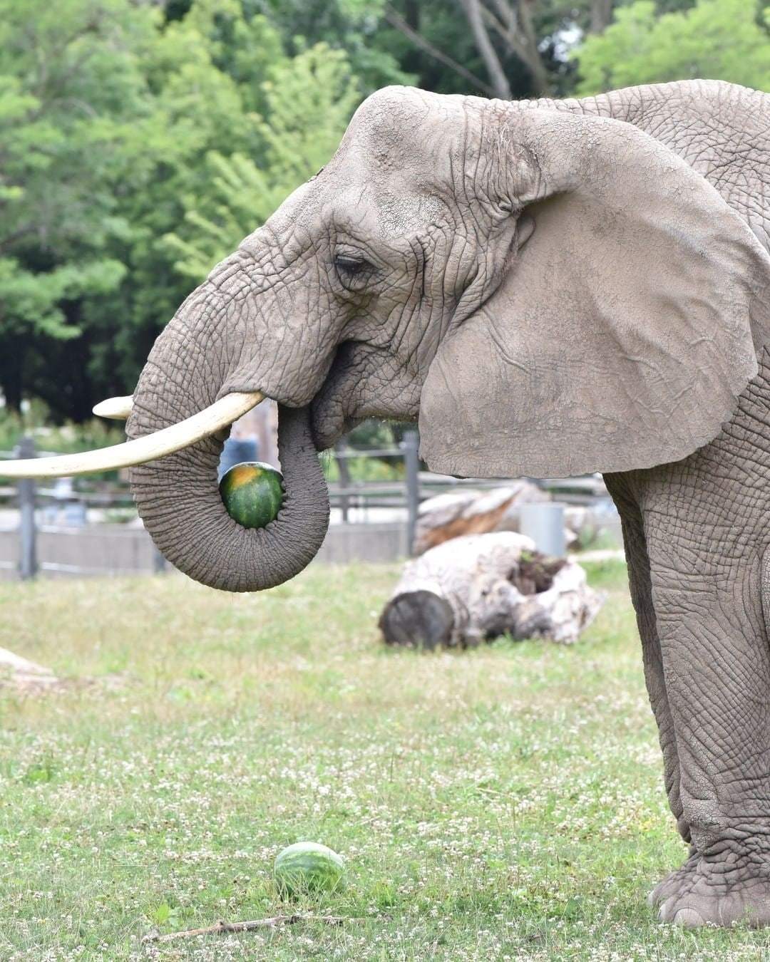 Everyone loves watermelon)) - Wild animals, Watermelon, Longpost, Lioness, Big cats, Elephants, The Bears, Bat