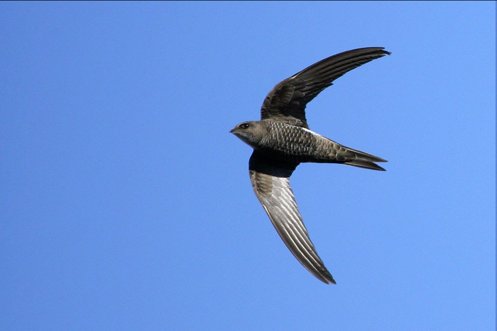 My first swift - My, Birds, Swift, Pets, Life stories, Longpost