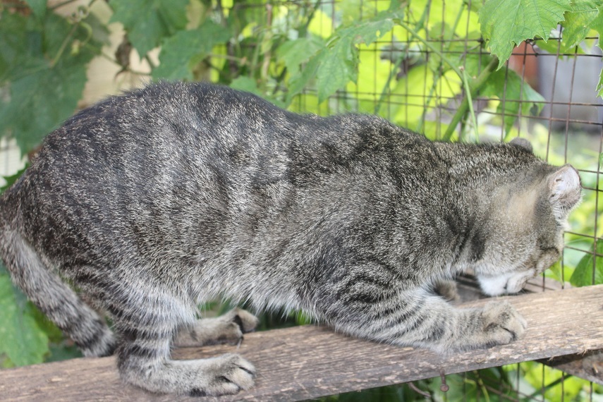 Life of the home shelter Kotoland 245 - My, cat, Shelter, Kindness, Lipetsk, Shelter Cotoland, Help, In good hands, Longpost