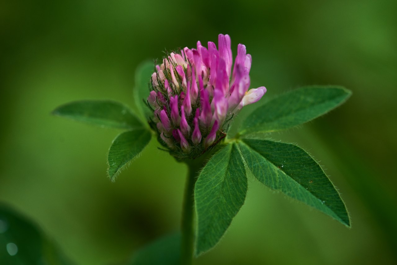 Flowers of Arkhyz - My, Caucasus, Arkhyz, The photo, Russia, Travel across Russia, Longpost