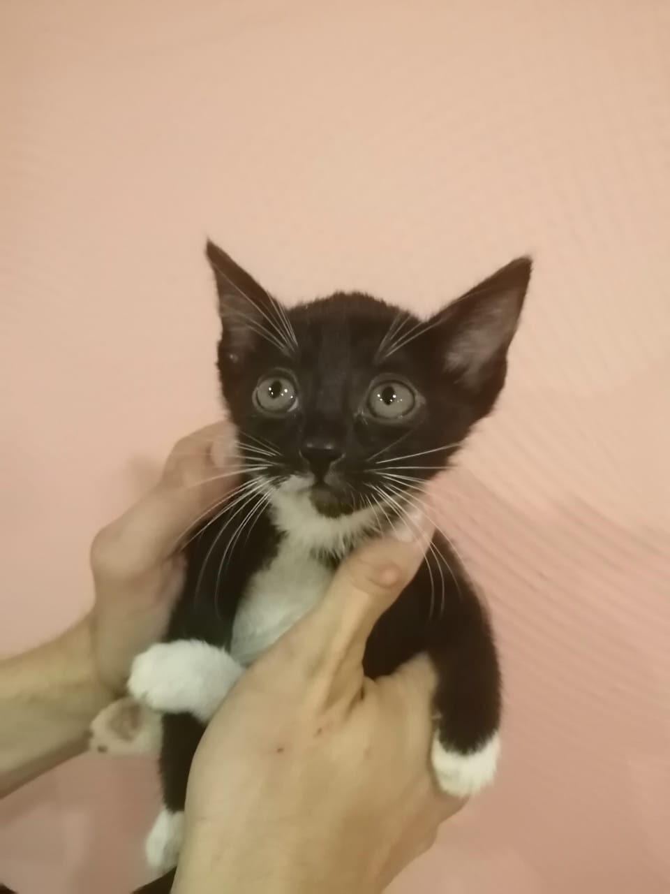 Big-eyed, big-eared, tiny miracle in good hands! - Kittens, Moscow, Lost, Longpost, Help, I will give, No rating, cat, In good hands